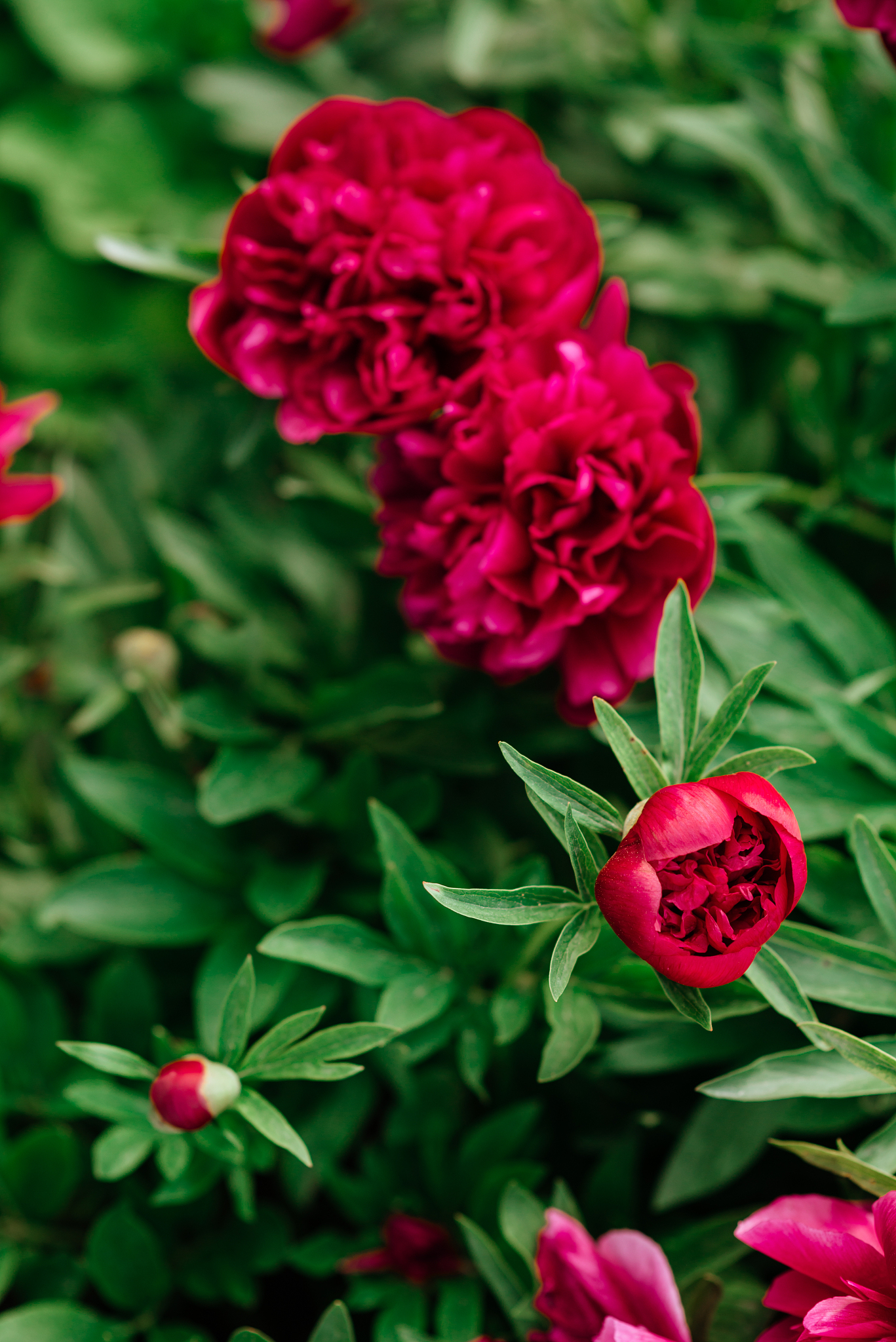pion. spring red flower