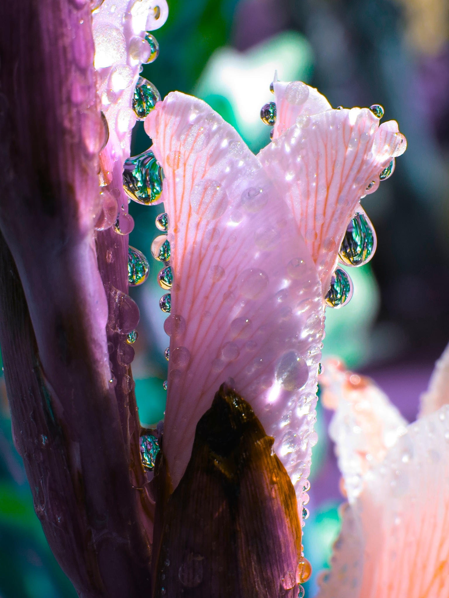 扩写并润色：只见菜种派出的其中一只小精灵它的身体被两片交叉的紫色花瓣包裹着下方露出了深粉色的脚头顶还覆盖着一片翠绿的叶萼。从紧闭的紫色花瓣中散发出极其芬芳的香气它静静地站立在原地显得十分优雅。