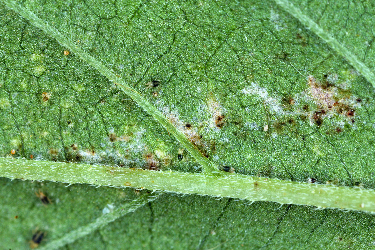 运用多种甘薯小象甲防治手段对现代农业发展的意义