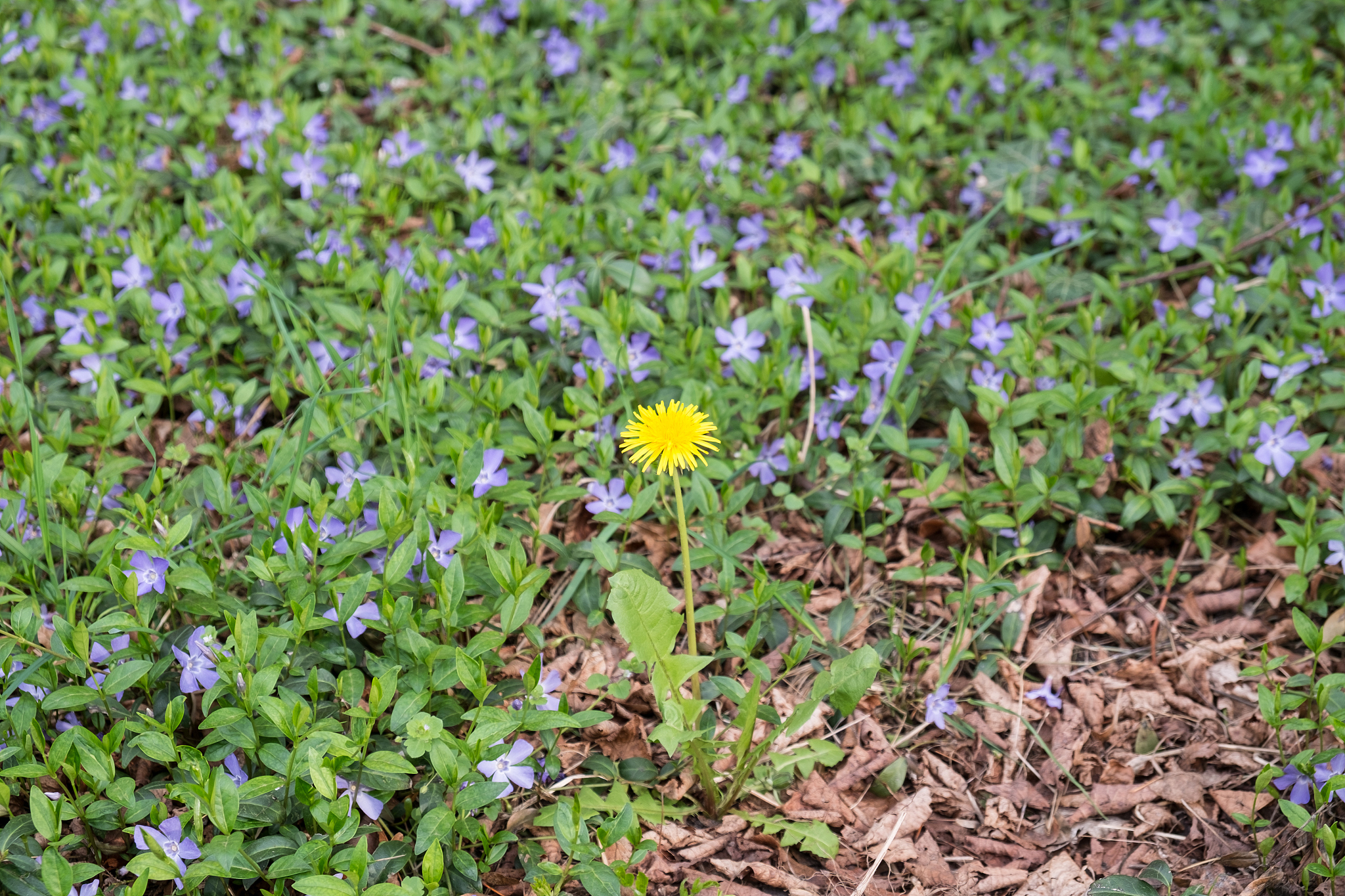 喀什蒲公英研究：生态价值与药用潜力