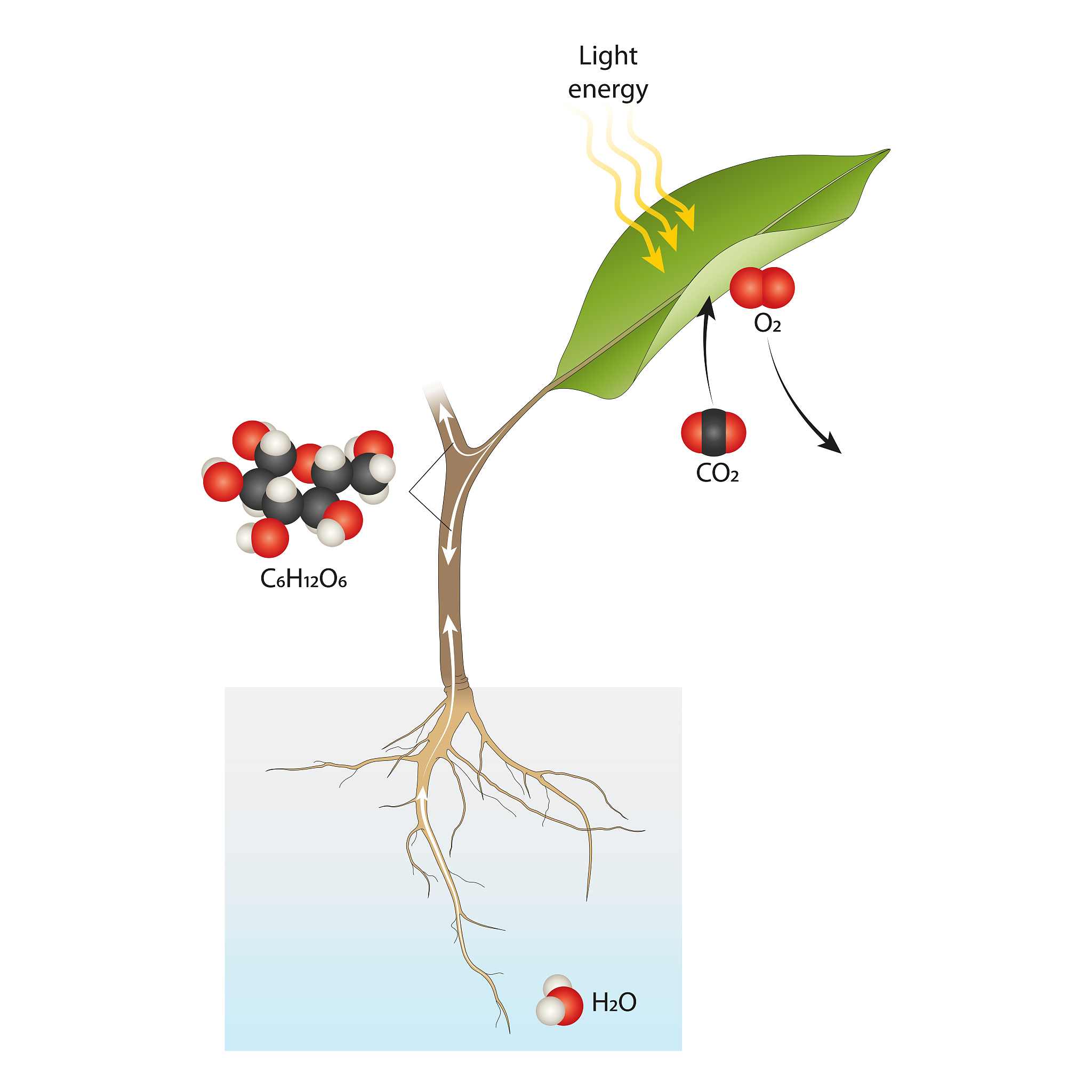 植物抗氧化系统：酶类和物质的协同作用