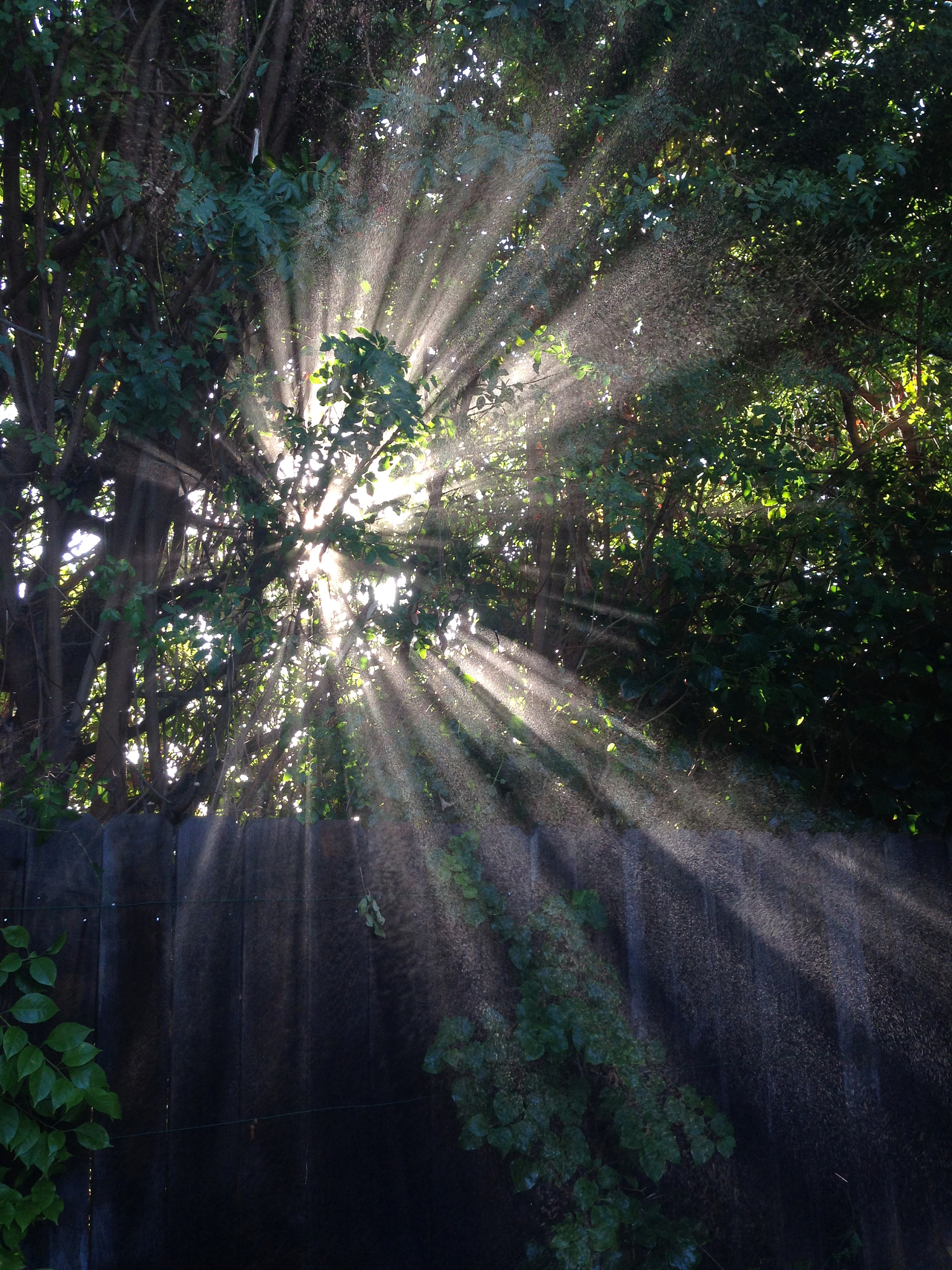 清晨的观察日记：阳光、微风与小松鼠