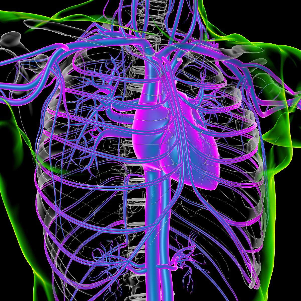 体循环流程用－这个排列