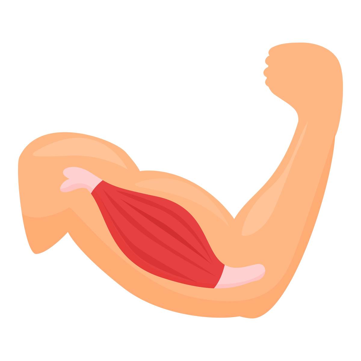 安全有效地减少肌肉量的方法