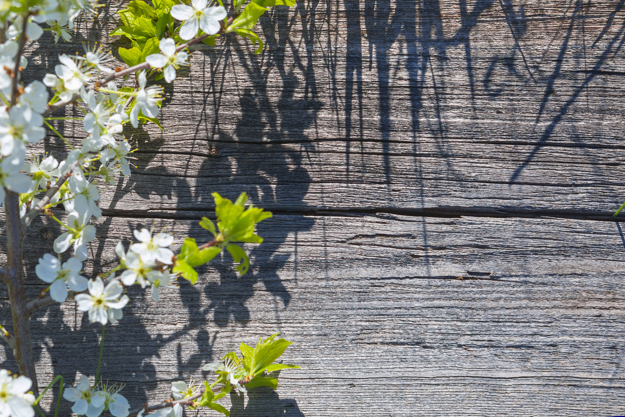 樱花的拟人化：它们在春天为何开放？