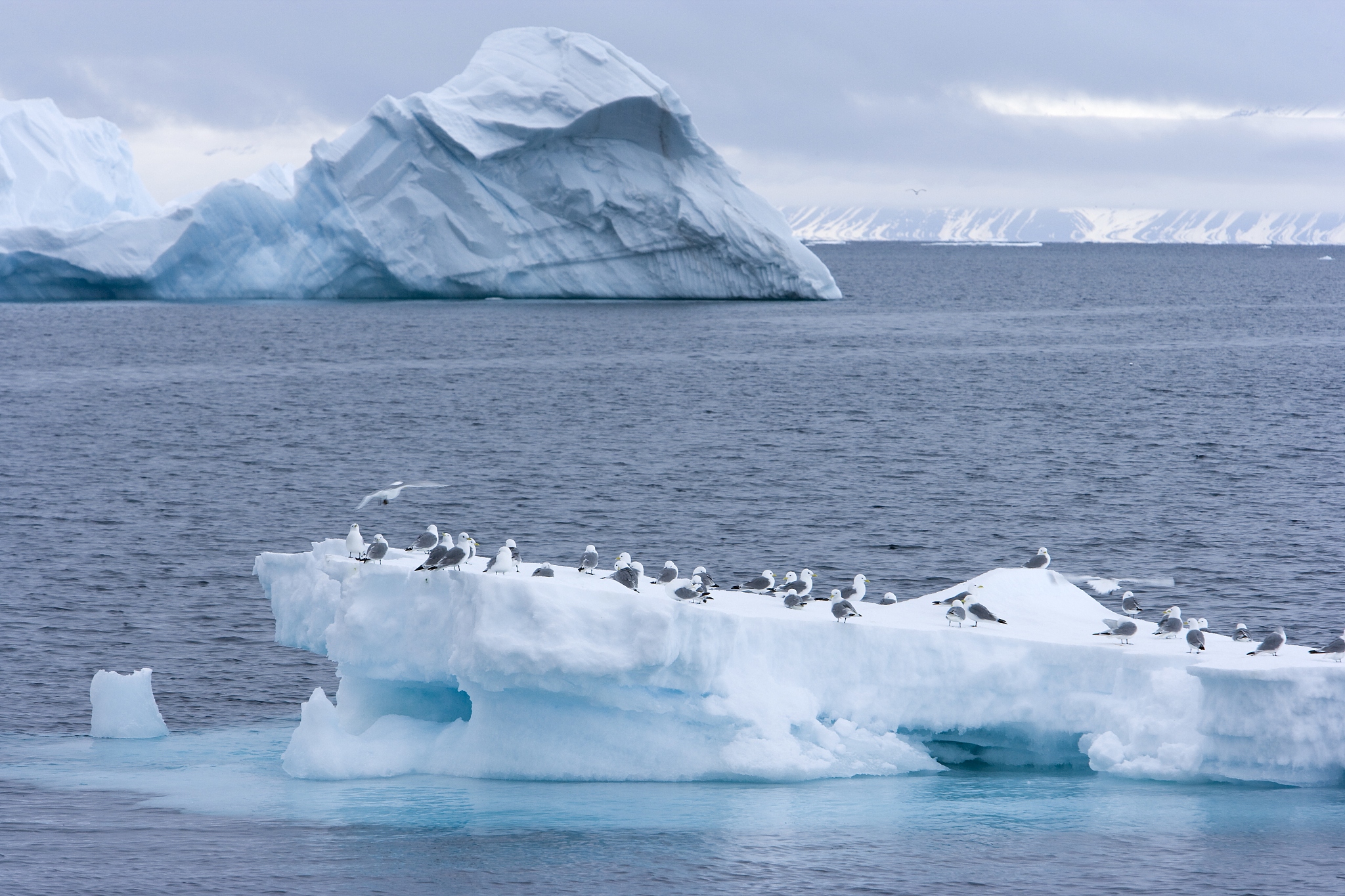 black-legged kittiwake (rissa tridactyla) on iceberg, spitsberge