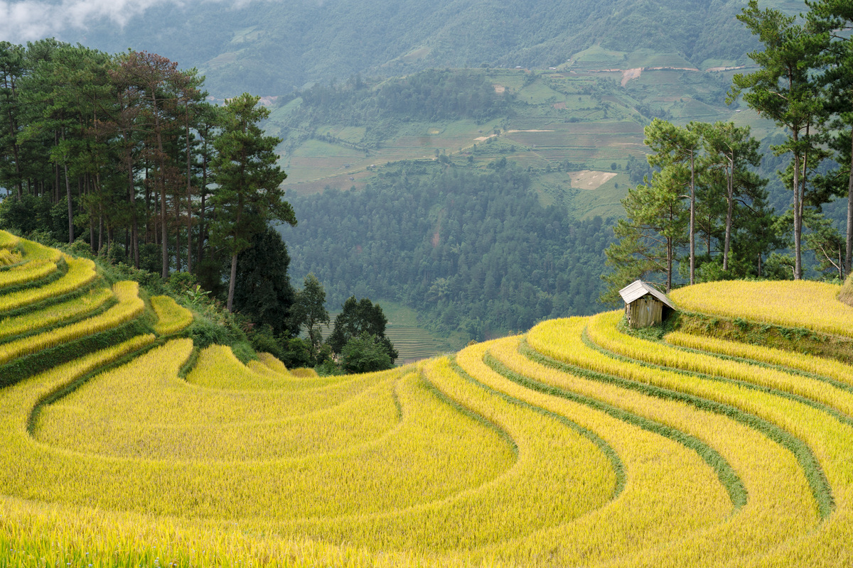 请用100字描述龙脊梯田稻穗成熟金黄的场景