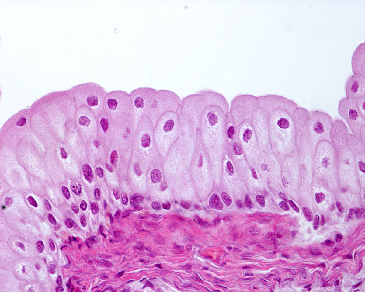 CELLS 期刊：细胞生物学研究的领先平台