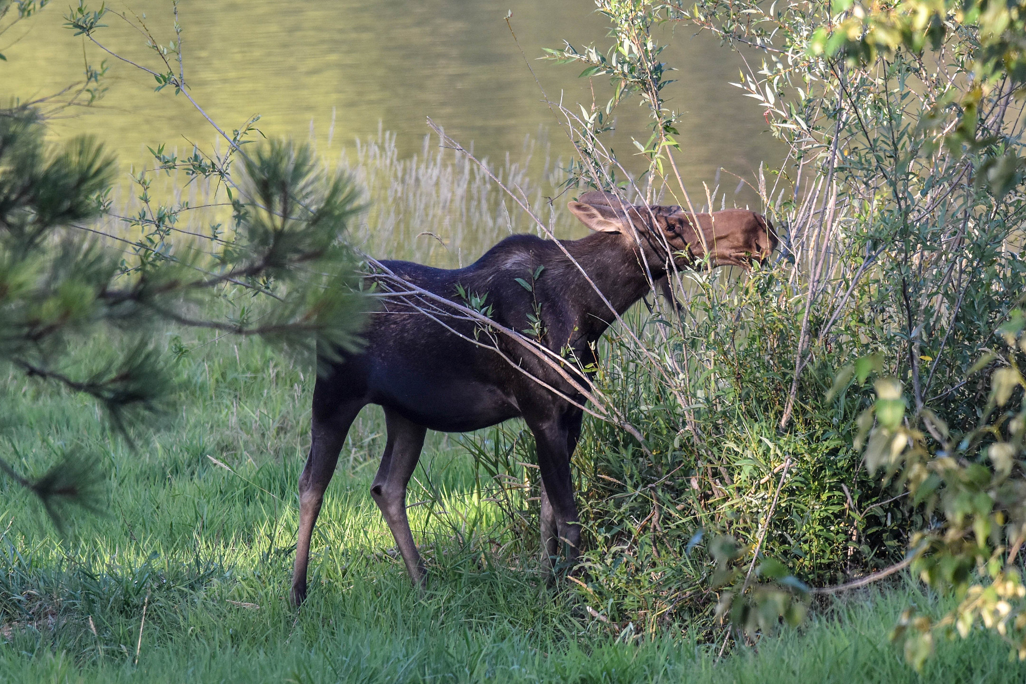 moose