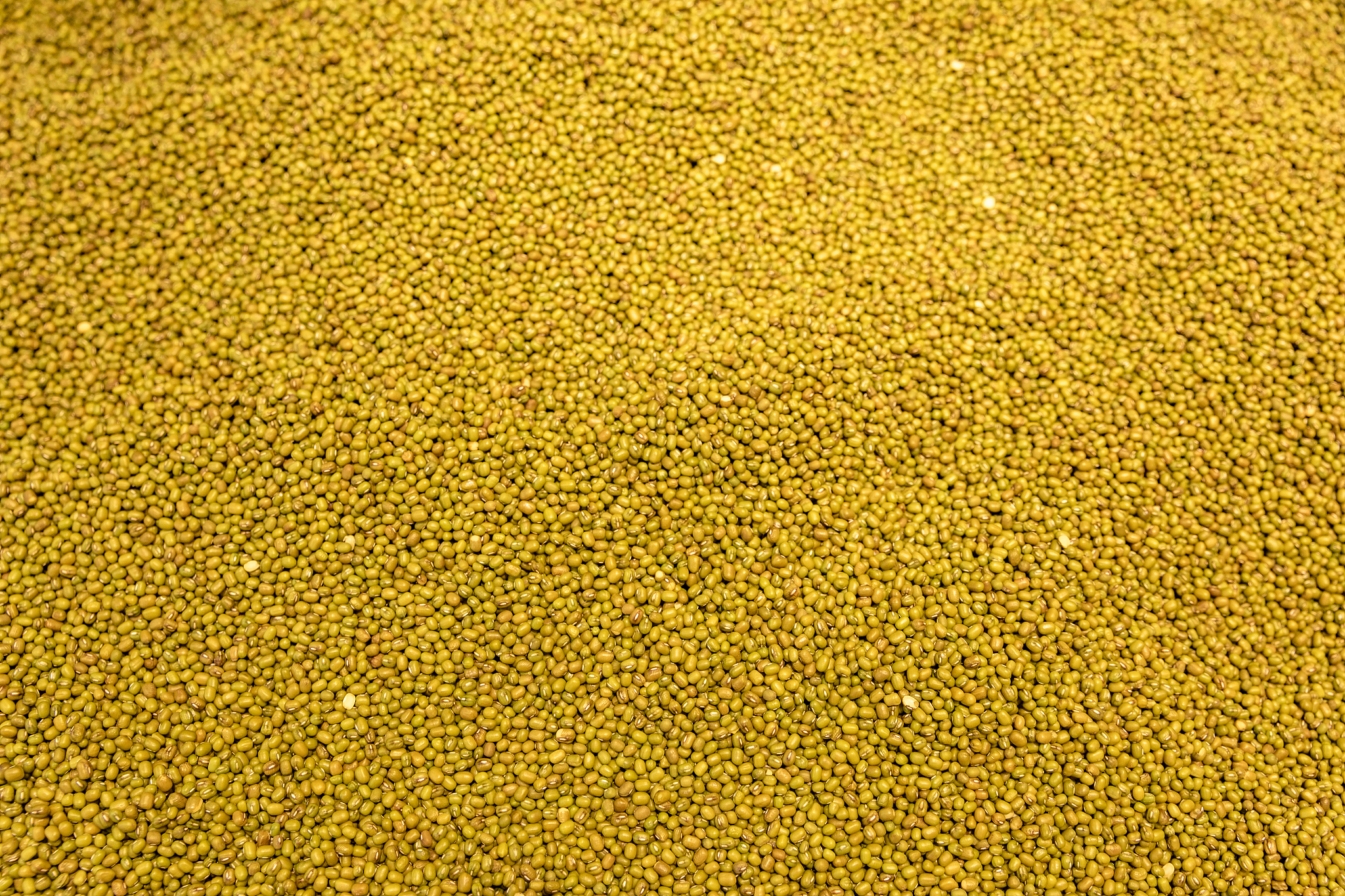 mung bean