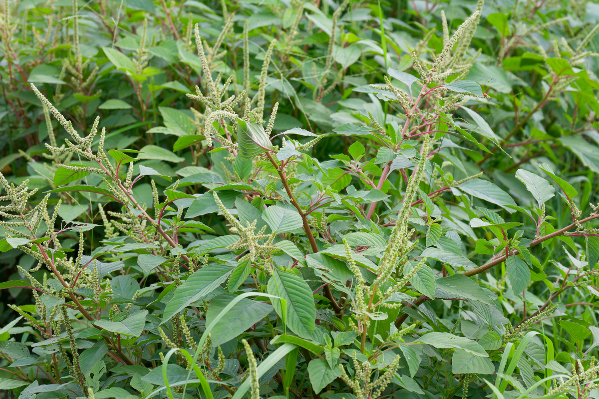 将 刺槐叶苦竹叶马桑橄榄叶辣木叶樟叶黑面神花生叶牡荆中药材麒麟叶人参叶艾荷叶桑叶石韦龙利叶莽草甜茶药用棕榈枸杞叶大青叶半枫荷黄荆叶青钱柳叶淫羊藿丁香叶五倍子罗布麻叶枇杷叶山楂叶木豆叶败火草火炭母香菊一朵云叶罗勒叶铁树叶铁将军银杏叶云南美登木鬼箭羽松针满山红栗叶榕树叶茵芋侧柏叶三七叶石楠藤猴耳环葫芦茶布渣叶扭肚藤番石榴叶番泻叶柚子叶芭蕉叶 以 、分割不要排序