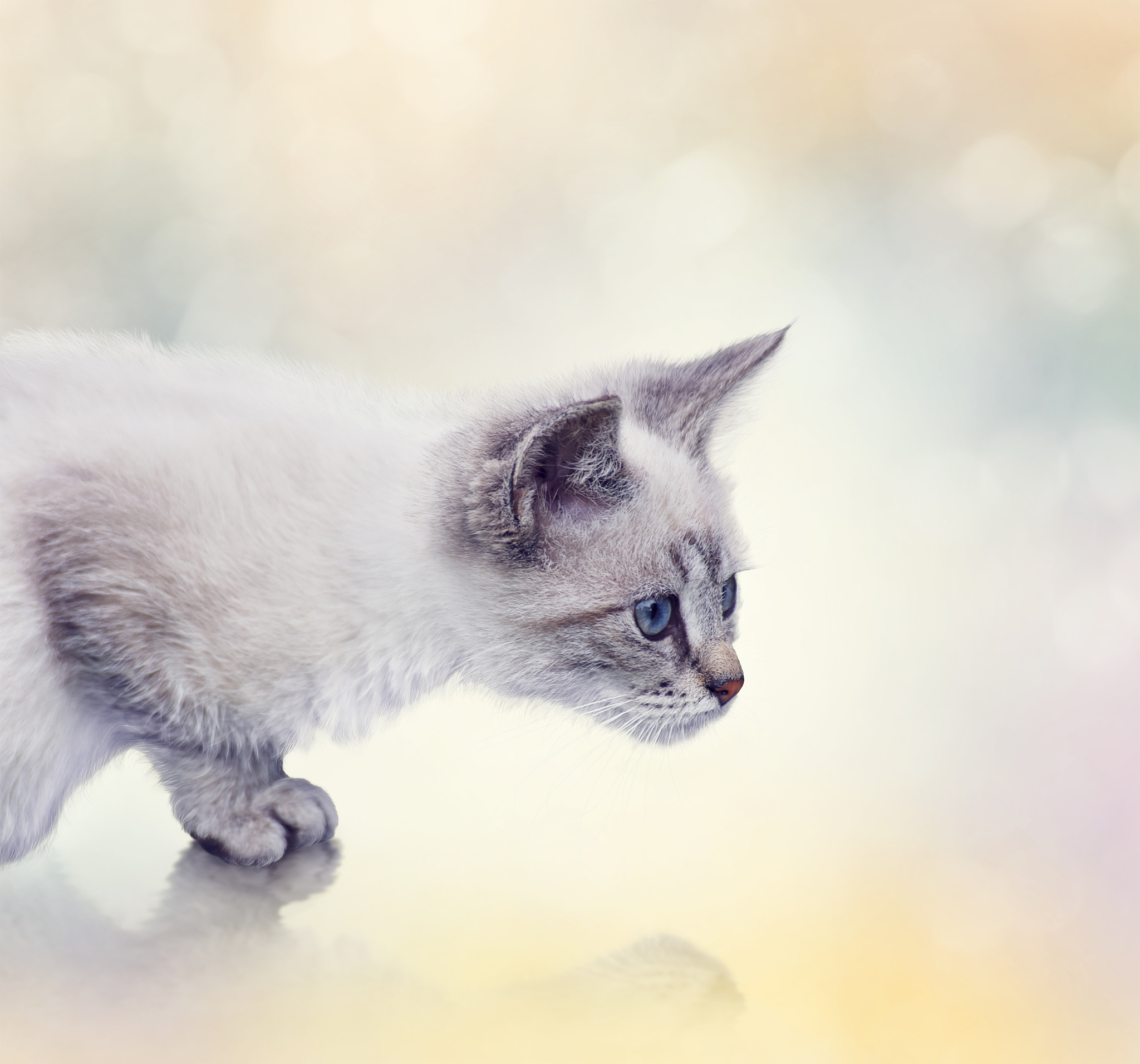 🐱铲屎官必看！10个关于猫咪的爆款标题，让你轻松涨粉！