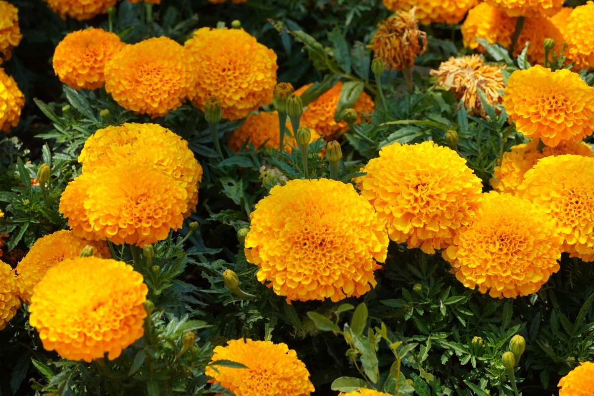 菊花：秋天里那抹独特的“傲娇”！