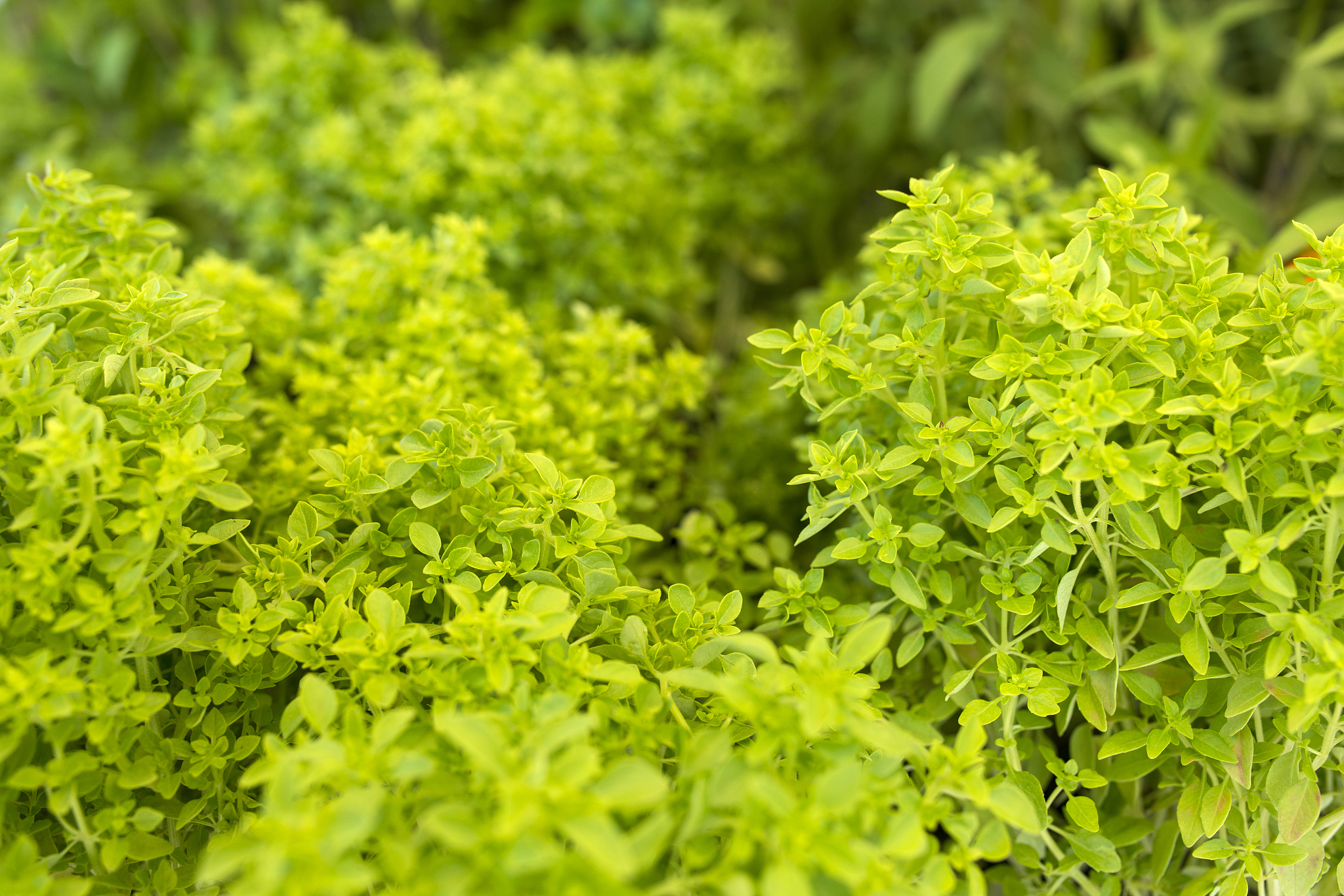 贵州农业职业学院专业介绍：中餐营养与膳食专业怎么样？