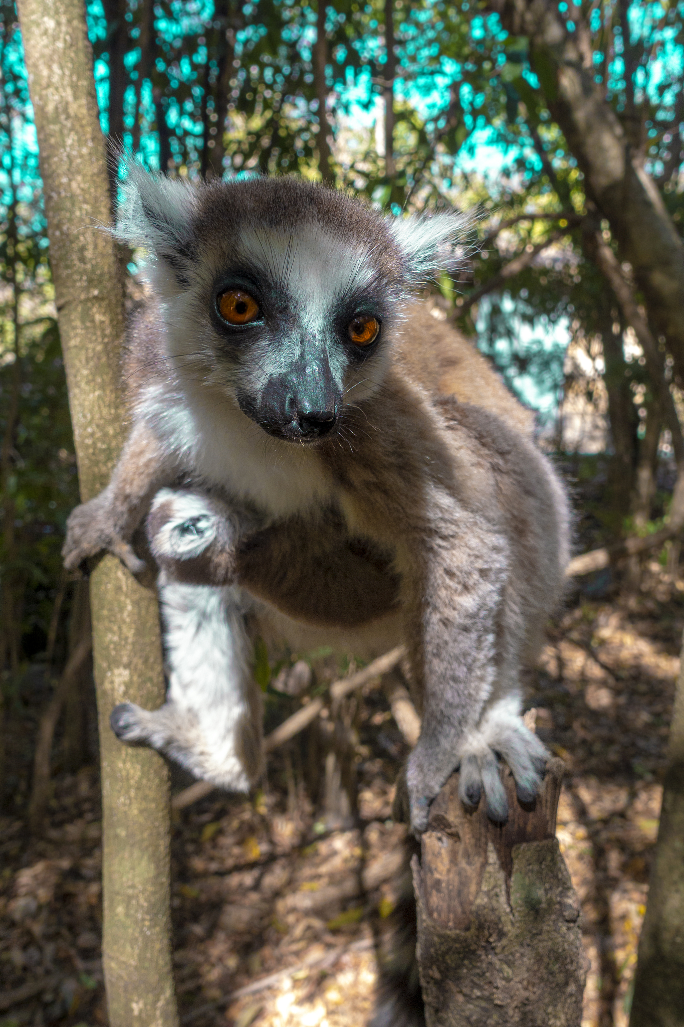 ring tailed lemur  kata ,close up ring-tailed lemur baby and mot