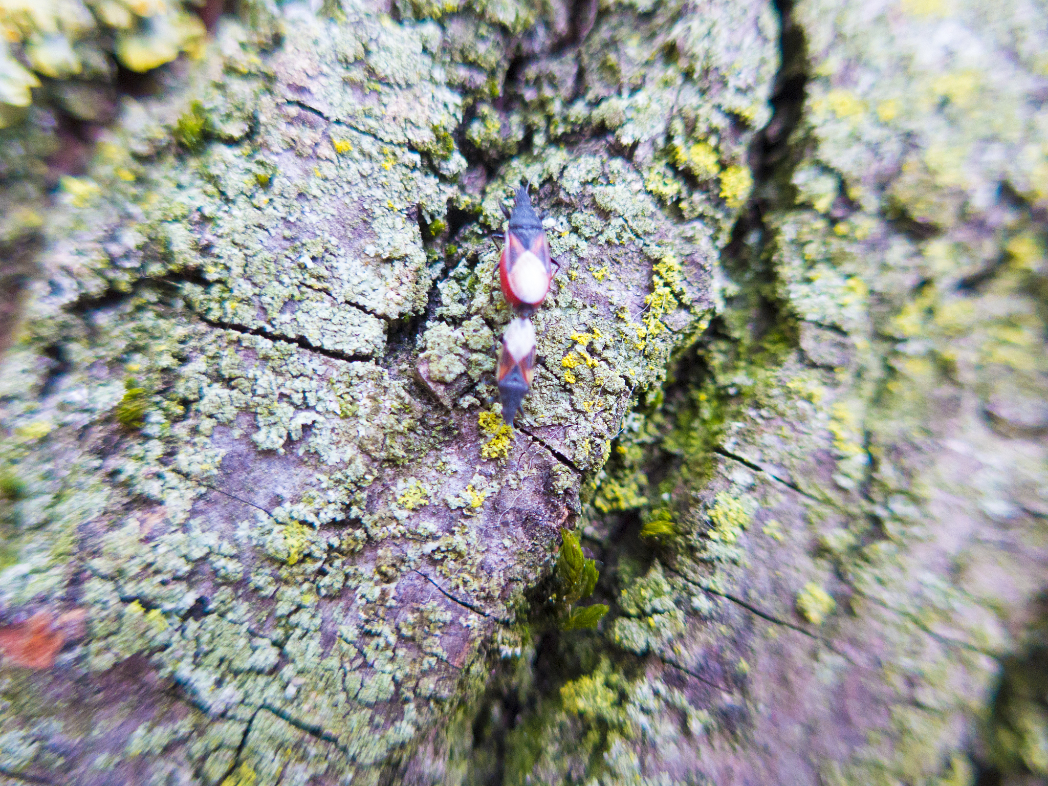 吡虫啉对净光合速率的影响