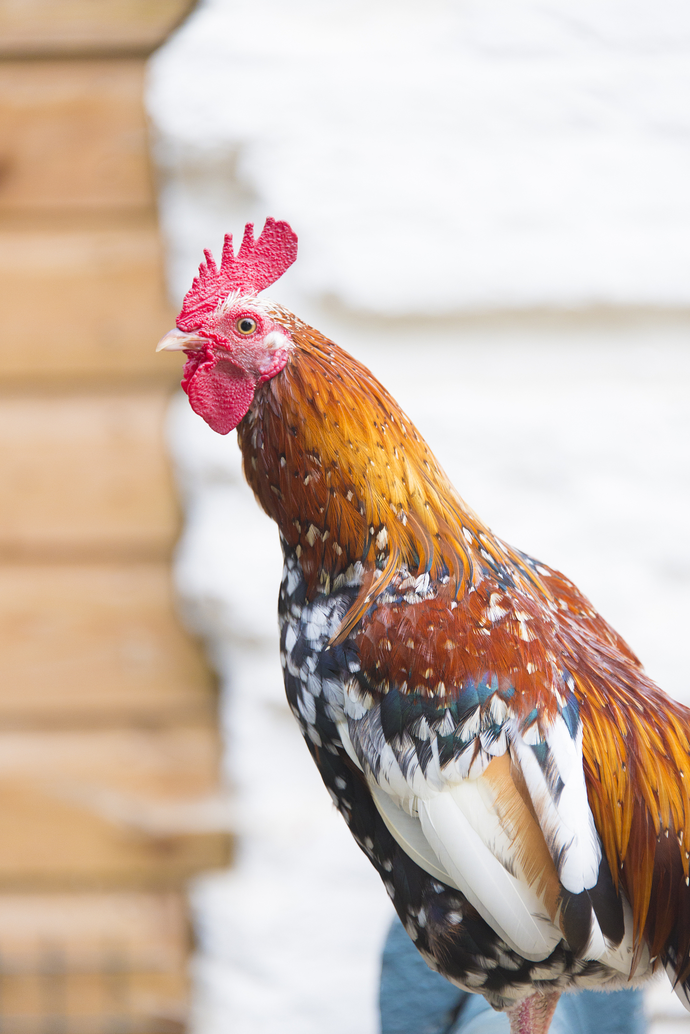 red chicken