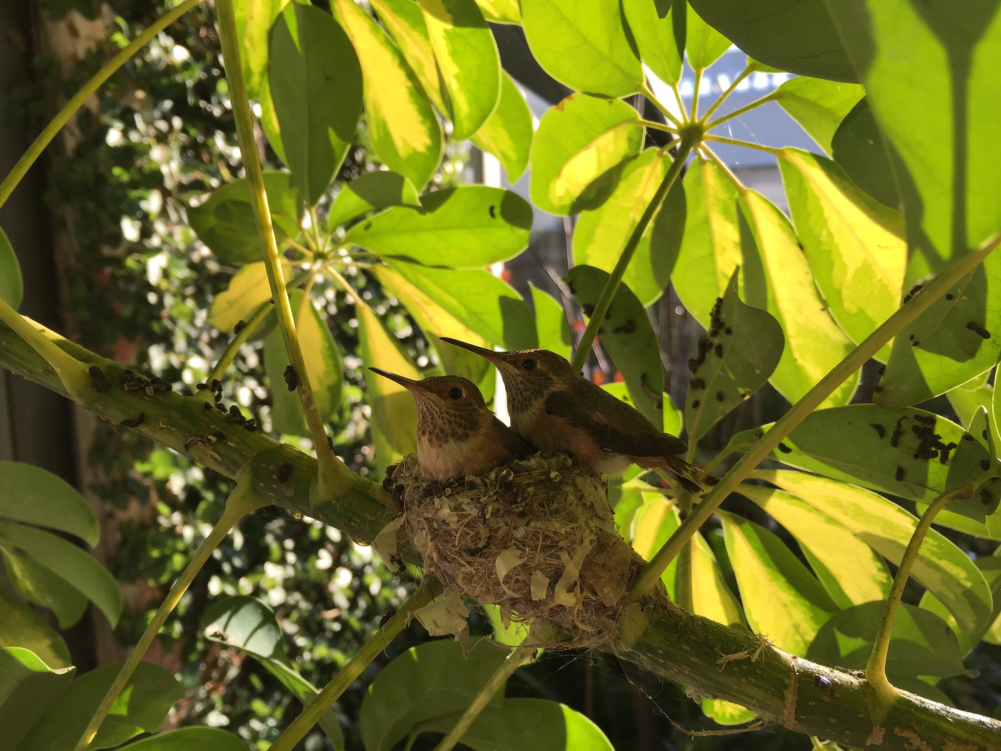 小鸡树：功效、用途及观赏价值