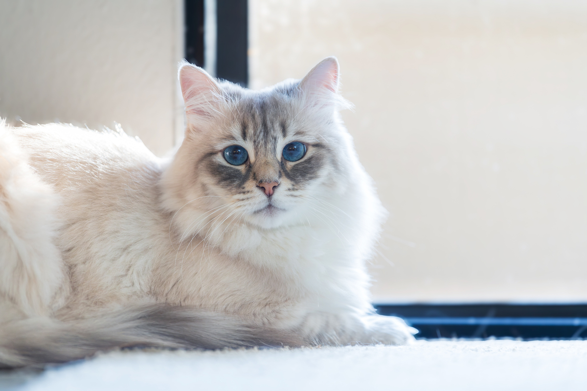 为什么猫咪总能抓住我们的心？