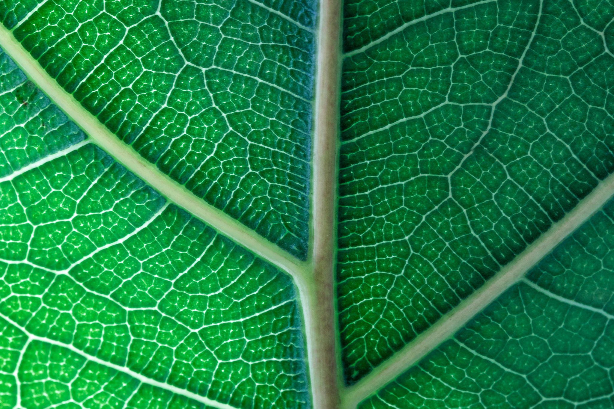 fig leaf