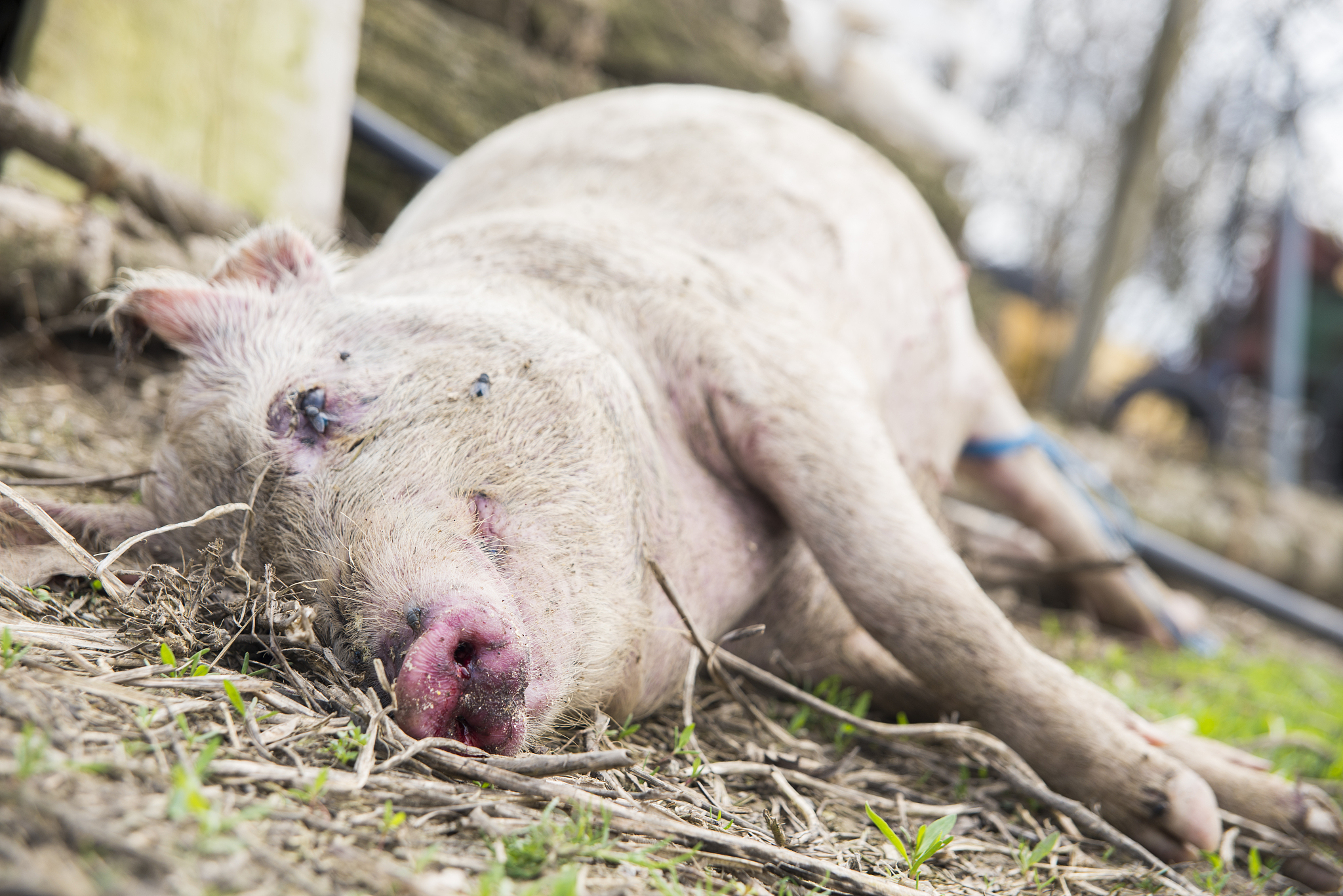 帮我以犬源猪猪圆环病毒流行病学调查为题目写论文可以吗
