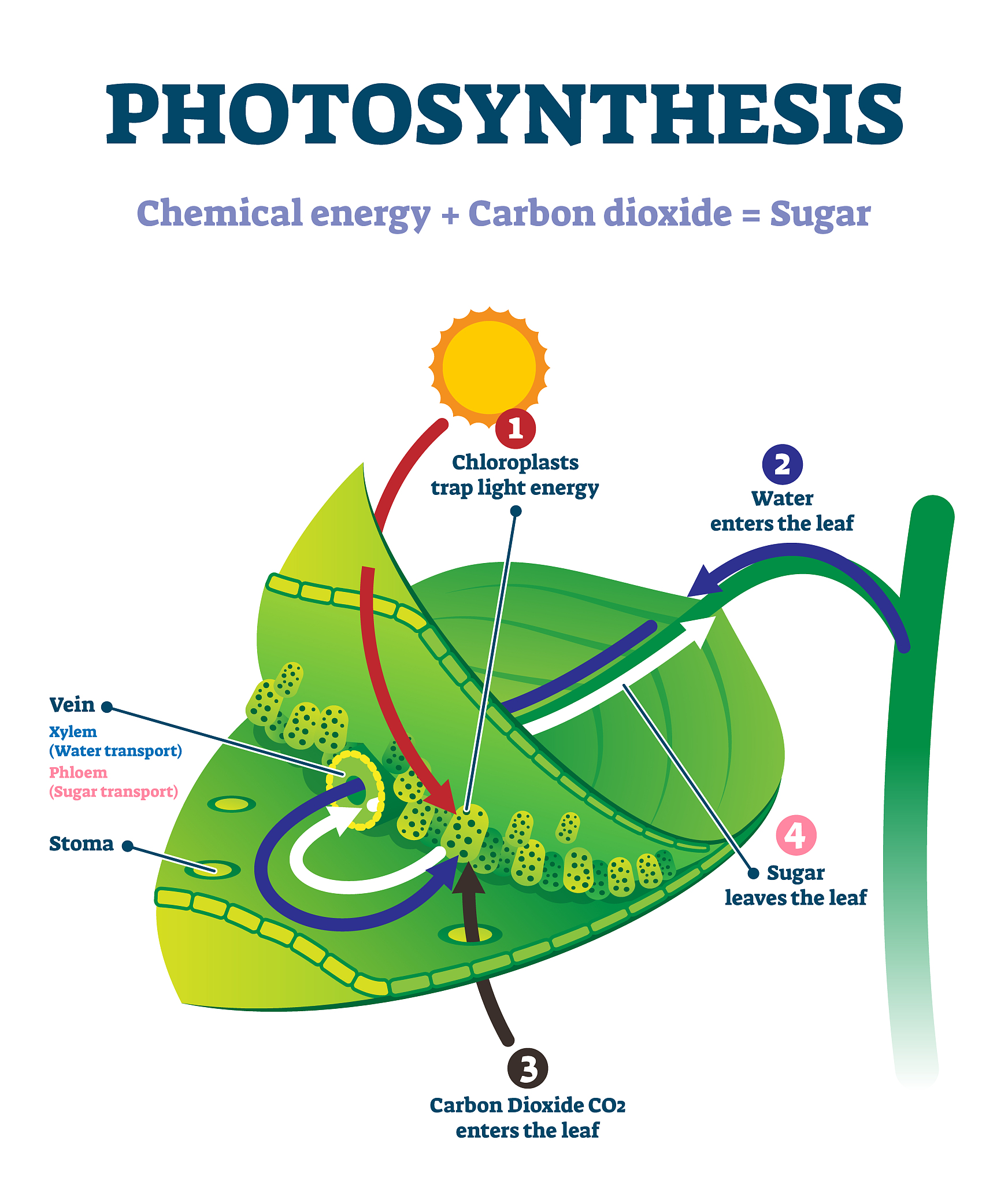 Iron Ion Concentration Measurement in AsPC-1 Cells Using Phen Green SK Fluorescence Indicator