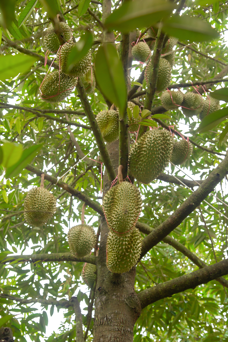 老树榴莲VS金枕榴莲：哪种更适合你？