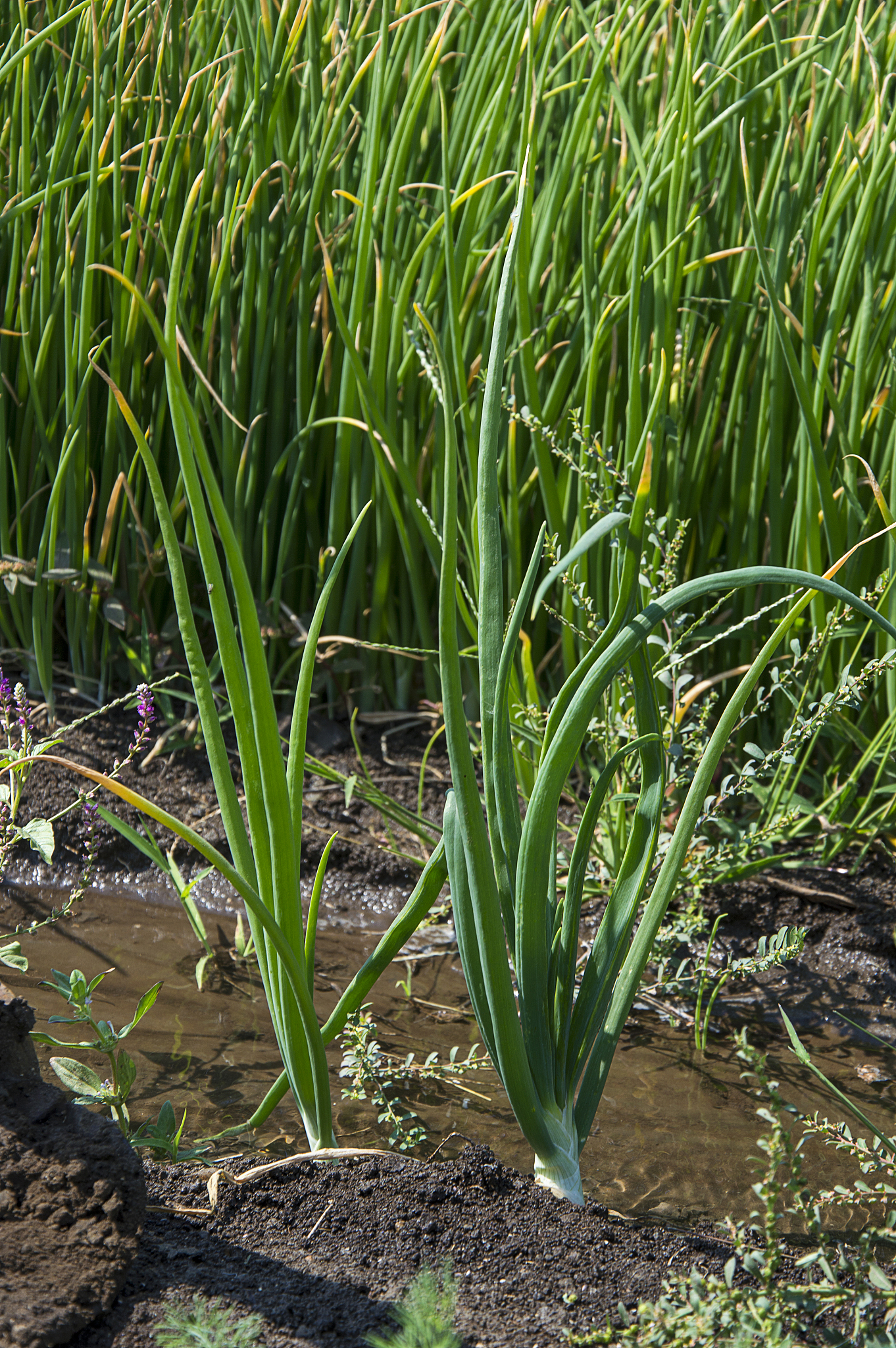 green young onion plants at a farm field, agriculture field.