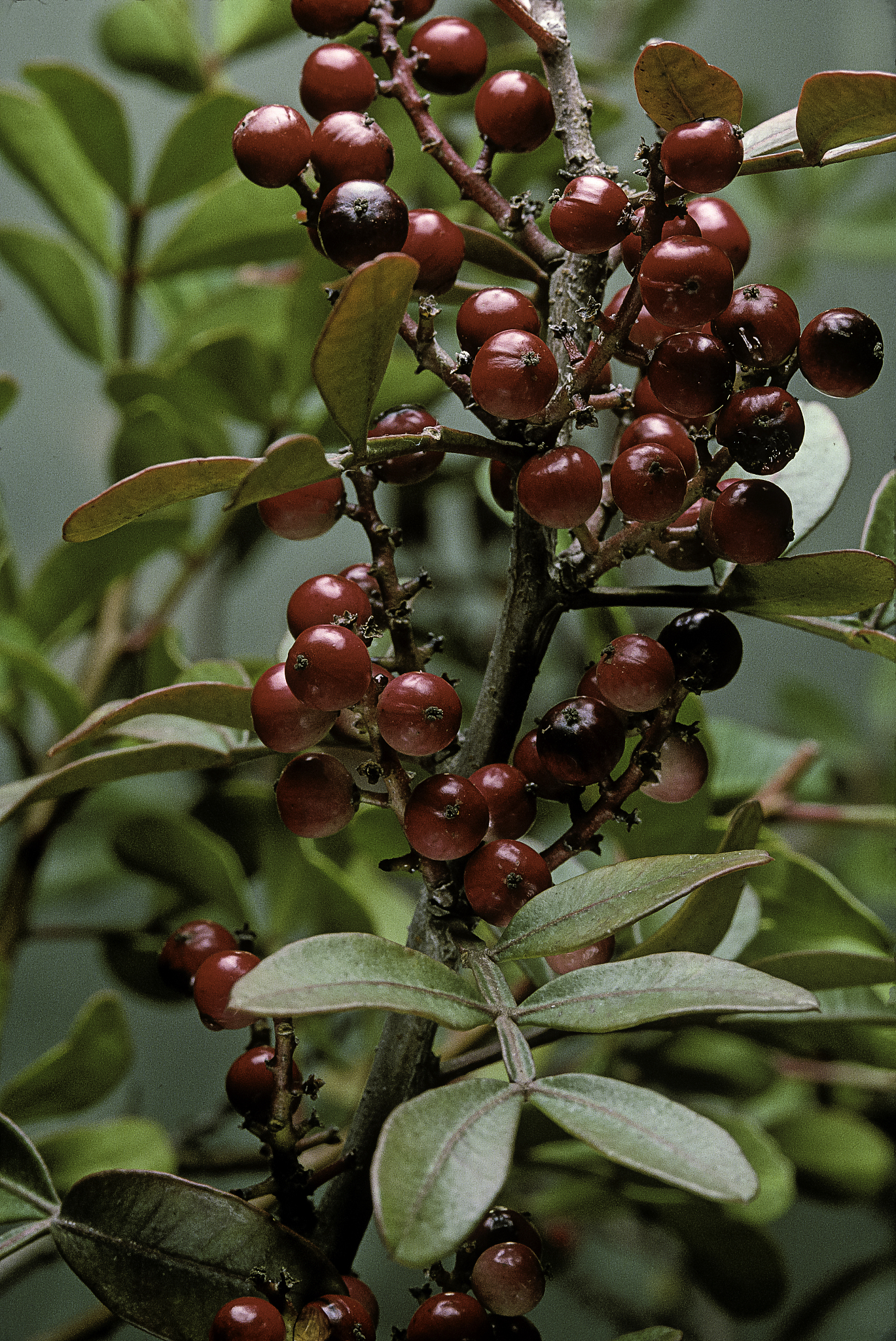 pistacia lentiscus (lentisk, mastic tree) - fruits