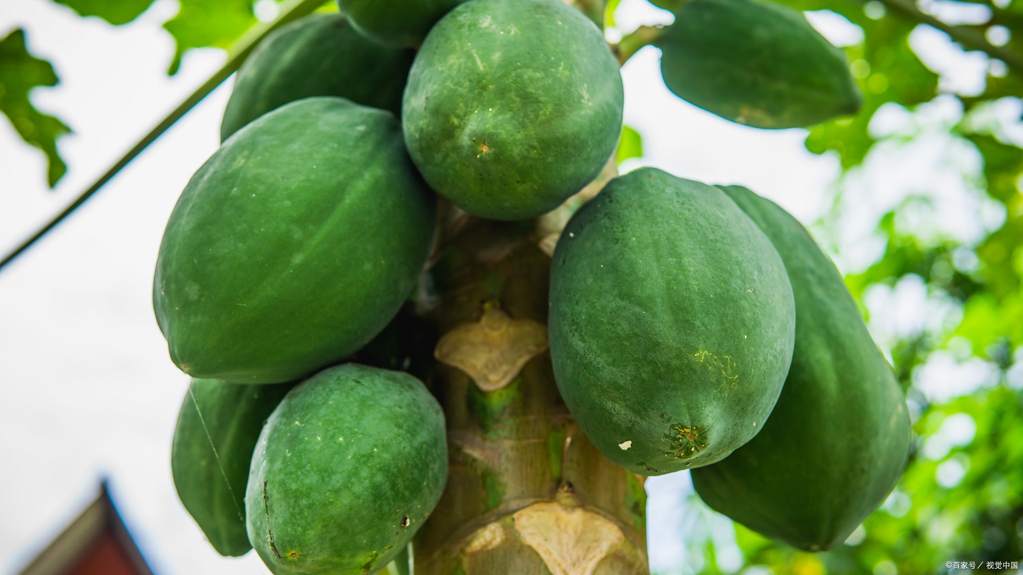 番木瓜：本草纲目中的营养宝库