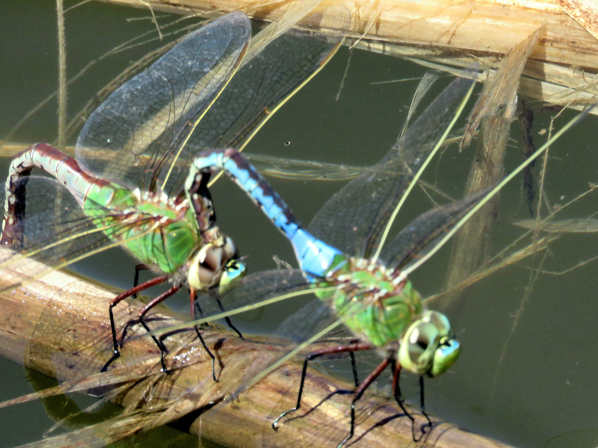 《昆虫记》为何能影响世界百余年？你不看法布尔在书中都写了些什么写七百字文章