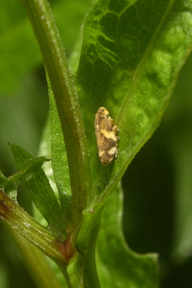 由导致的辣椒卷叶的病原昆虫有哪些