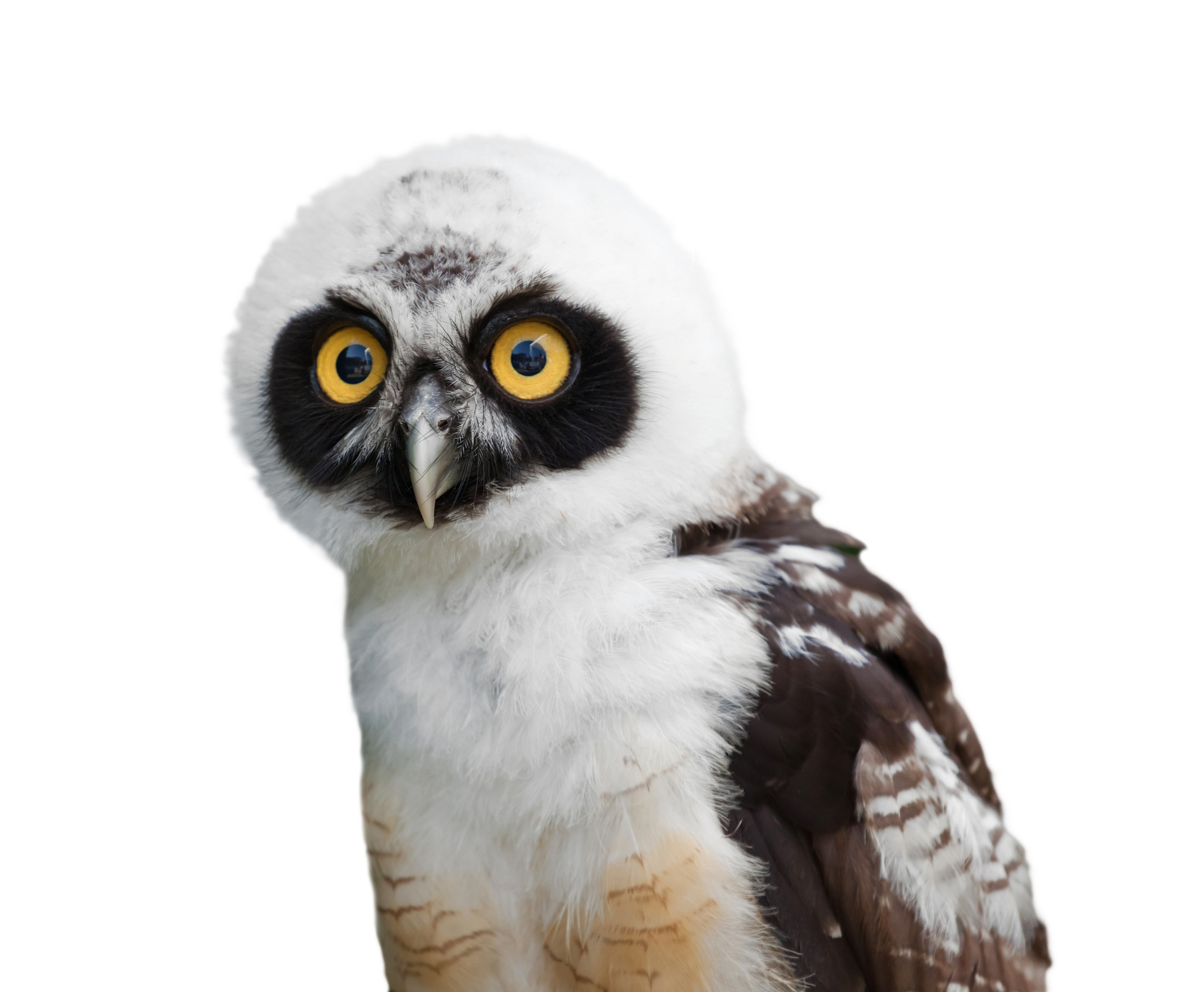 portrait of spectacled owl