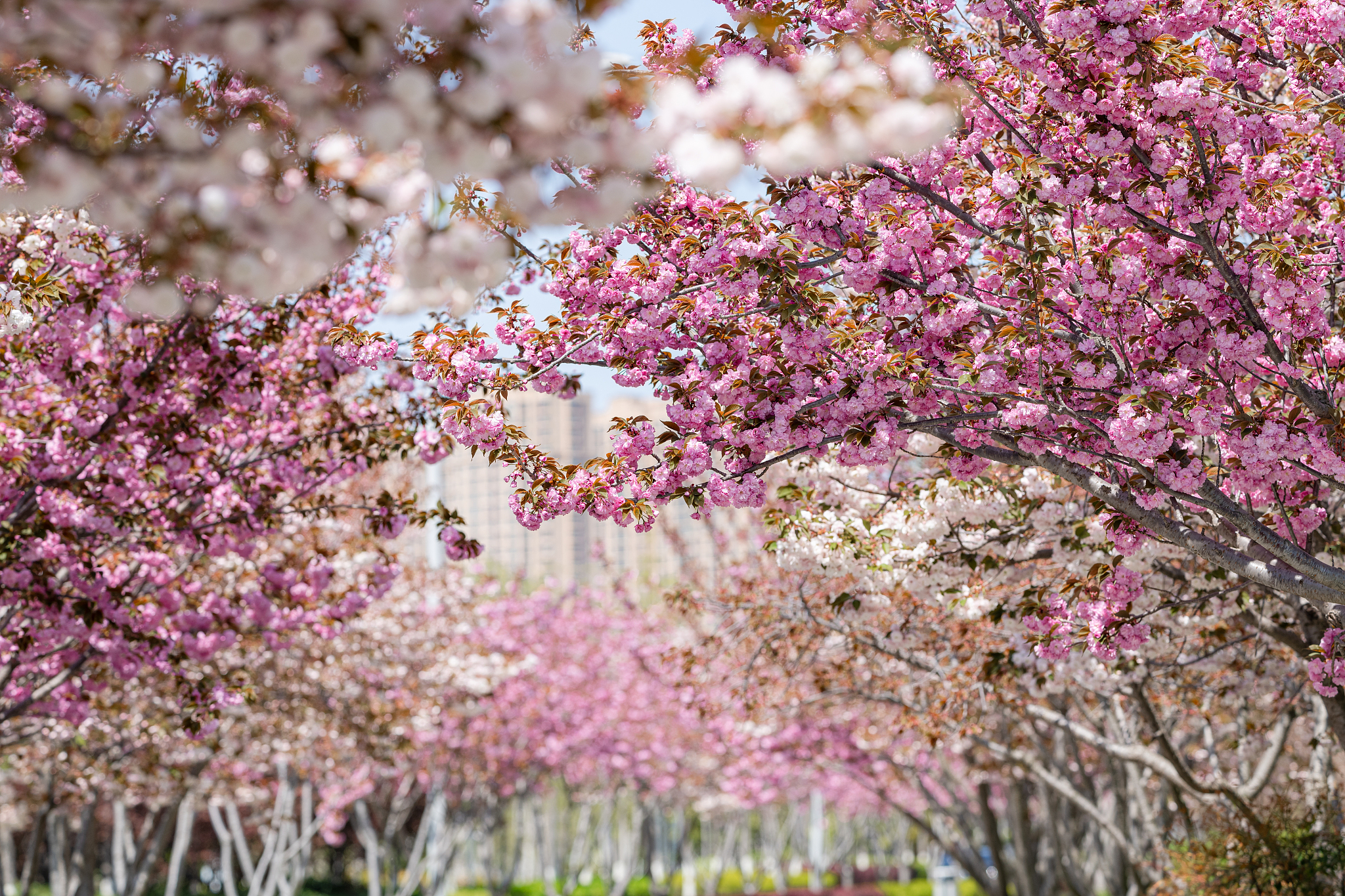 北京玉渊潭樱花盛放，粉红花海美不胜收
