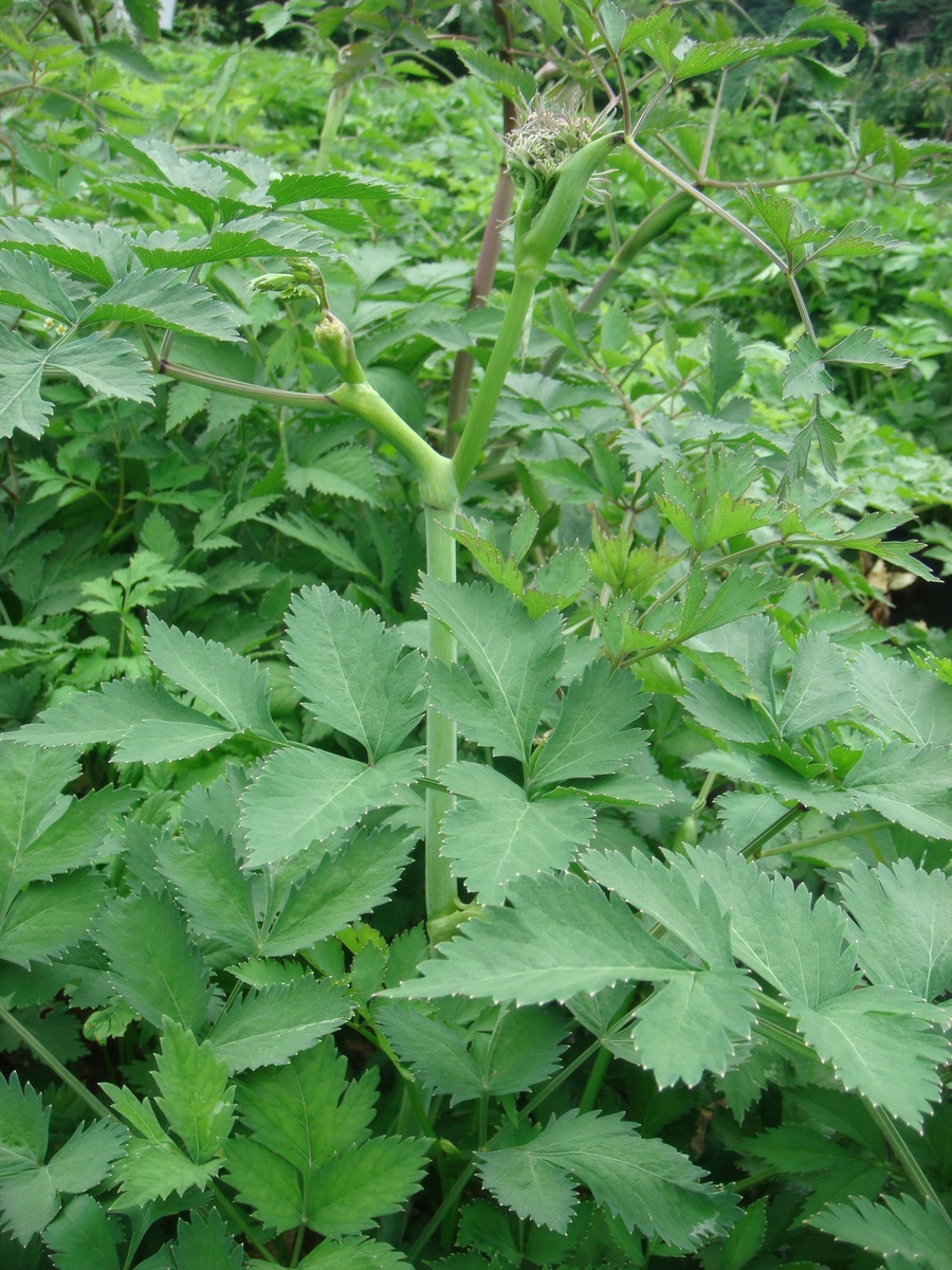 中医治洞妙法: 以茎治洞的原理与应用