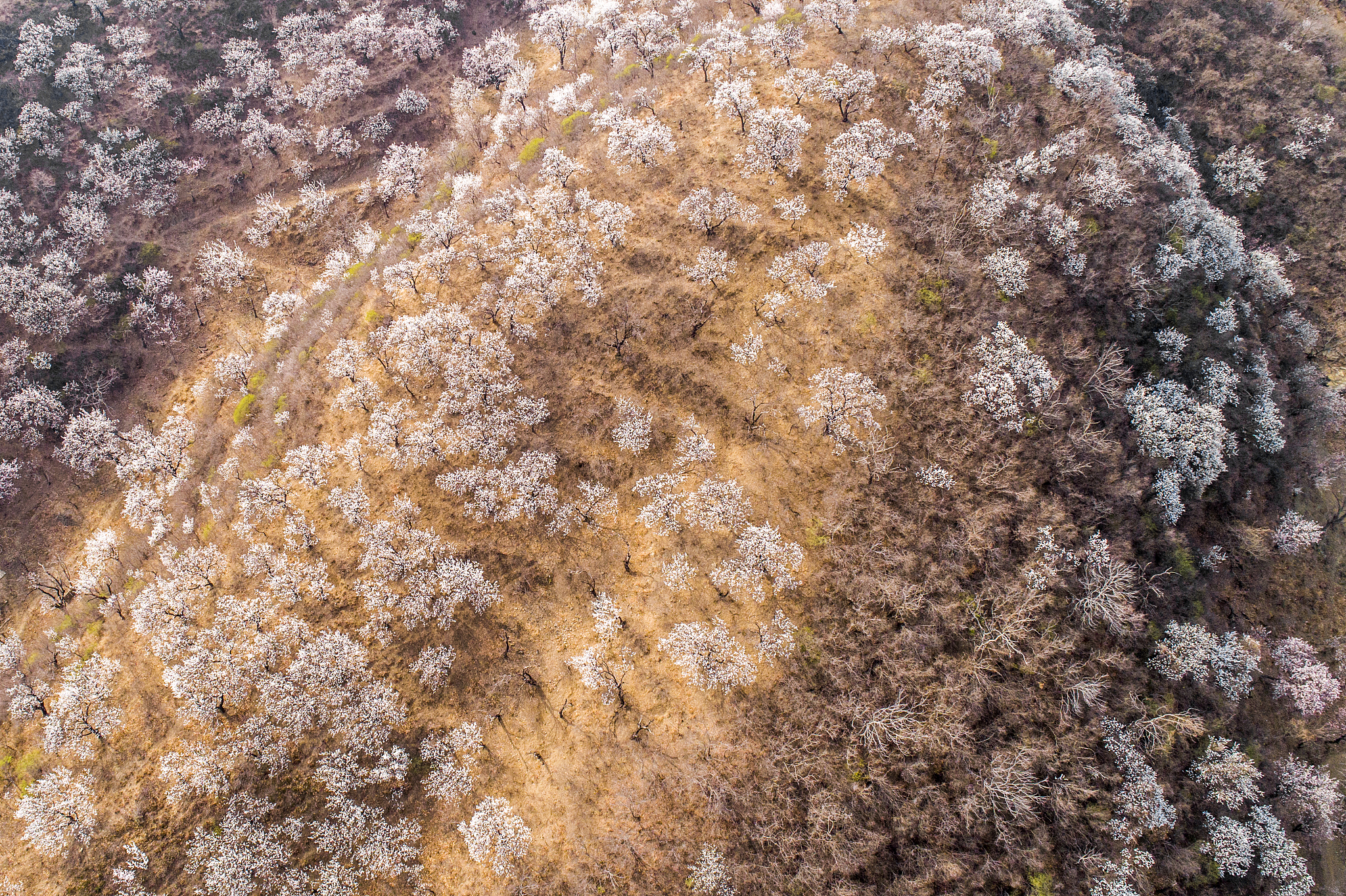 京郊航拍桃花