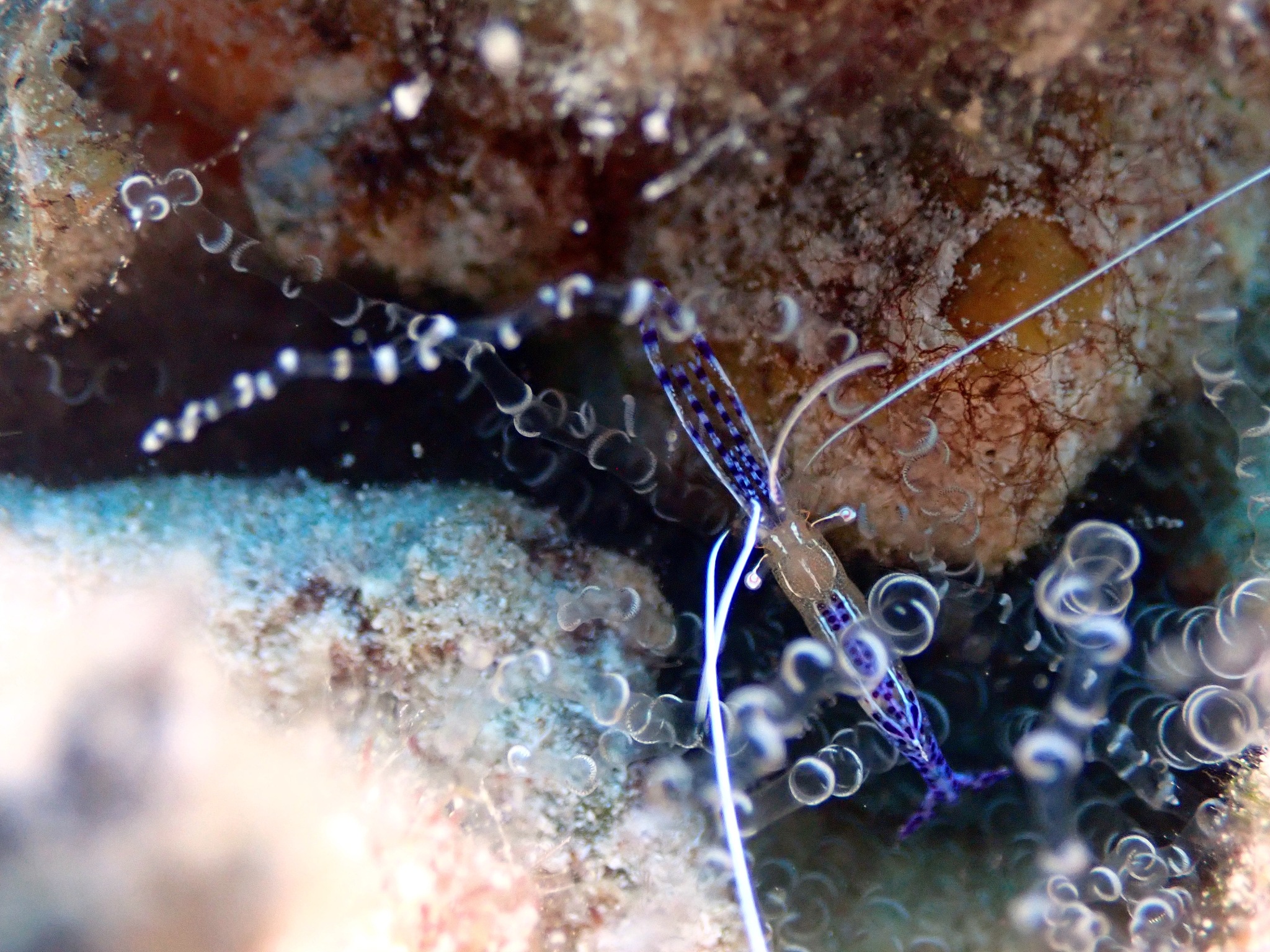 部编版三年级下册小虾作业