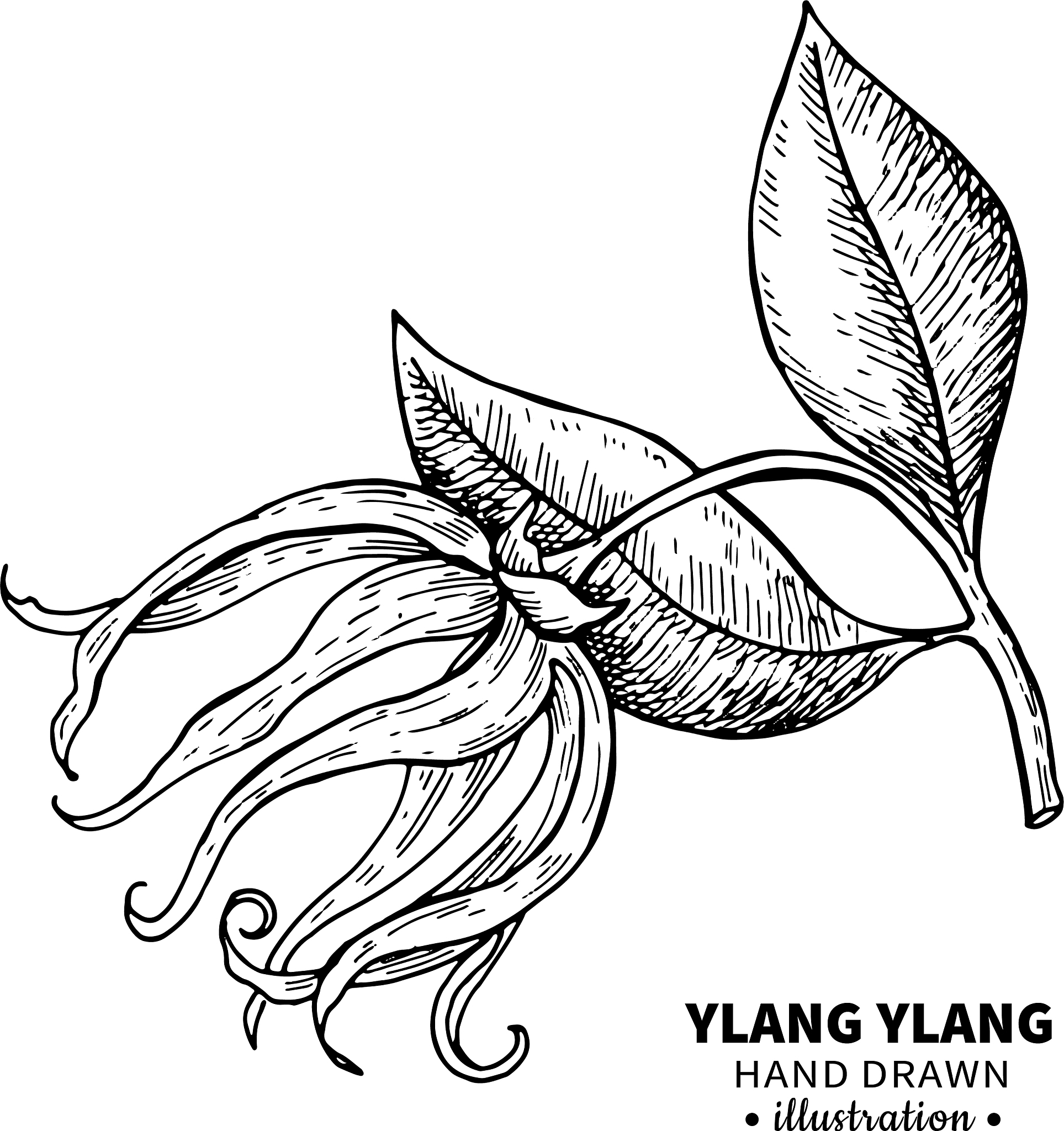 抗体鸡尾酒疗法：原理、优势、应用及挑战