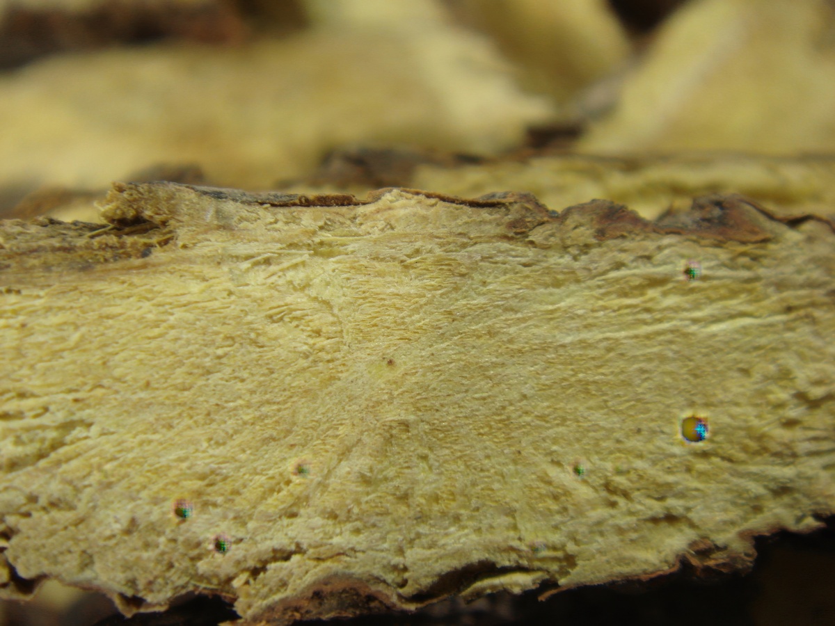 小青龙药理及化学成分研究