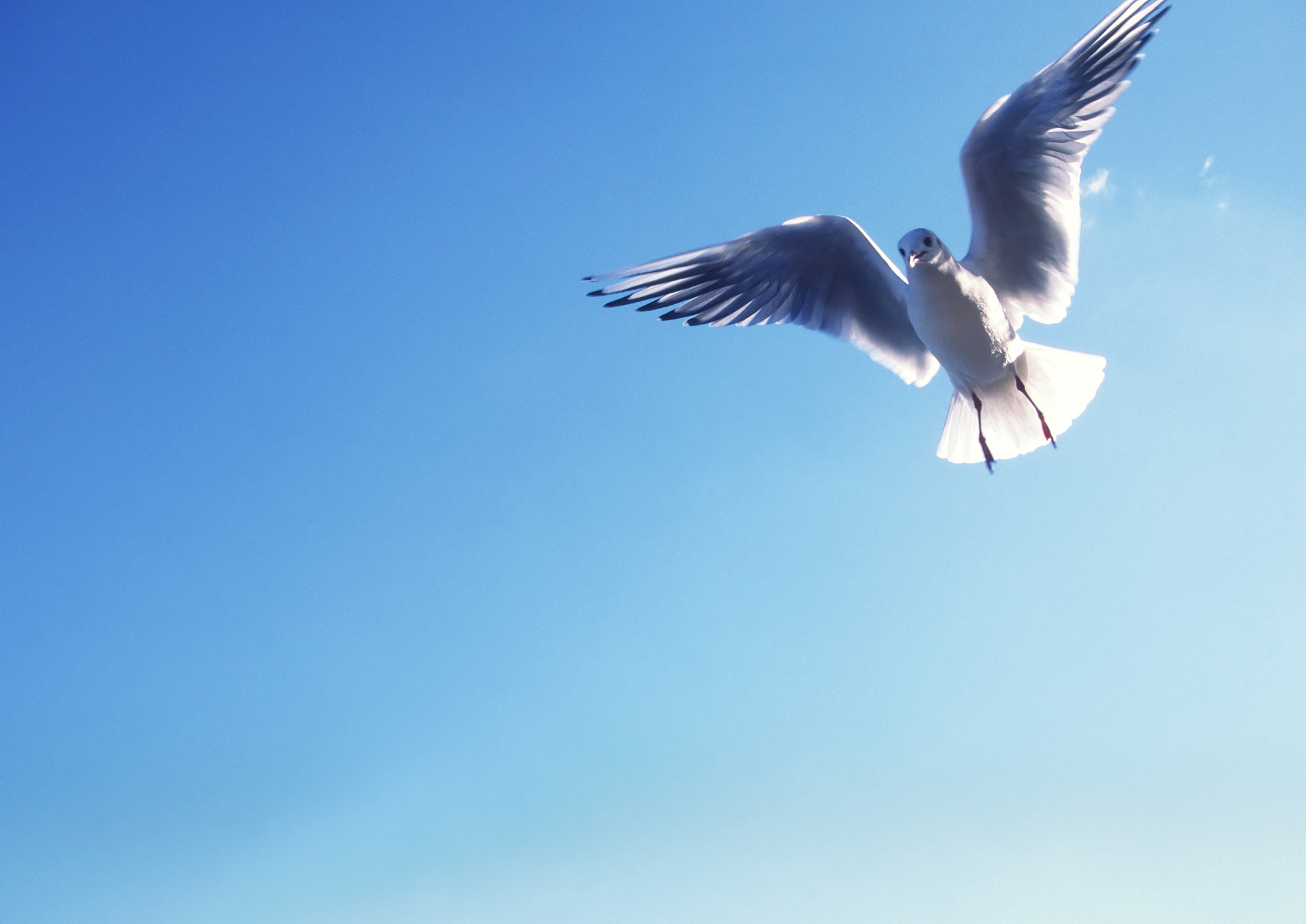 写一个一群鸟在天上飞向往自由的文案要求短一点