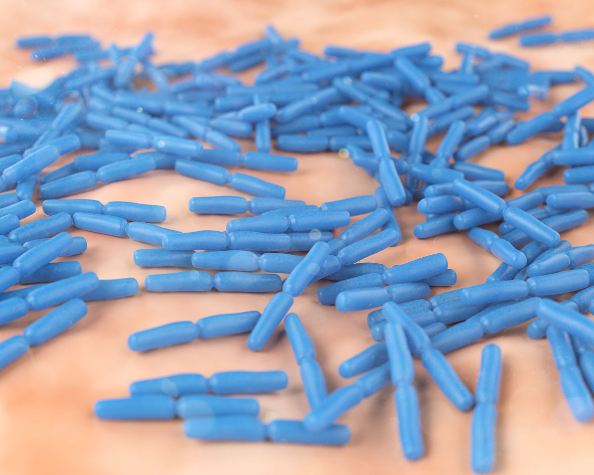 细菌的发酵过程有哪些