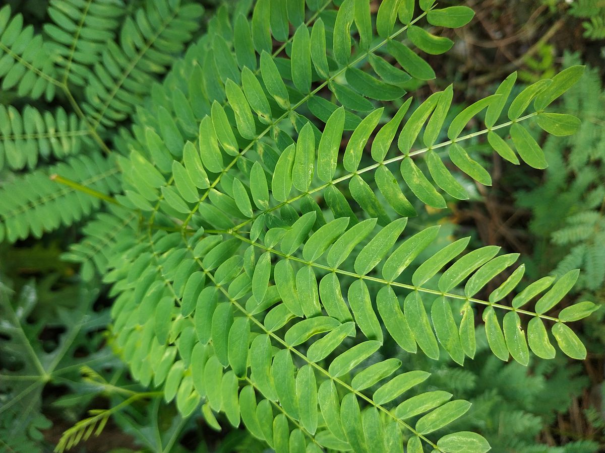 凉山民族师范学校药学专业主修课程介绍