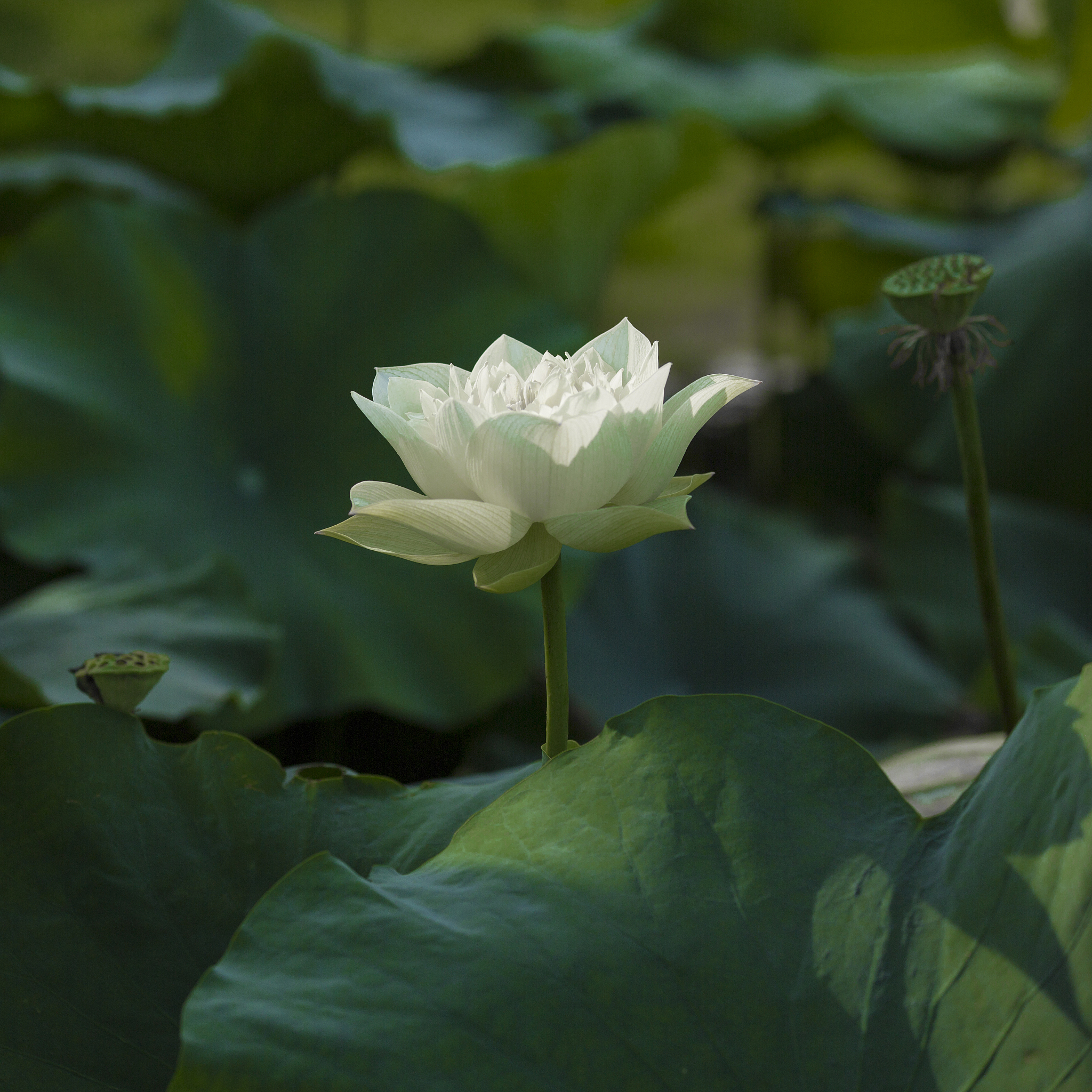 '雨荷表想'藏头诗：雨落荷塘寄相思