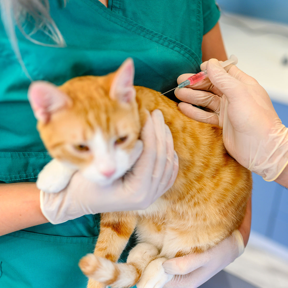 猫原发性铜相关性肝病的预防措施