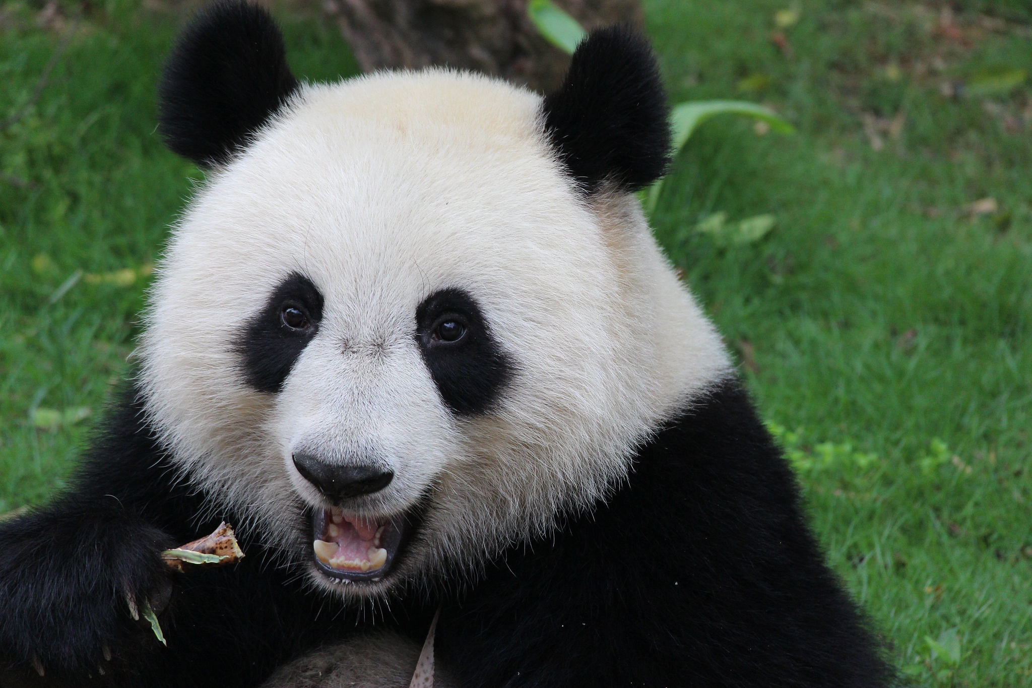 用china panda续写一篇长度为十二句的中国小学3年级的英语短文