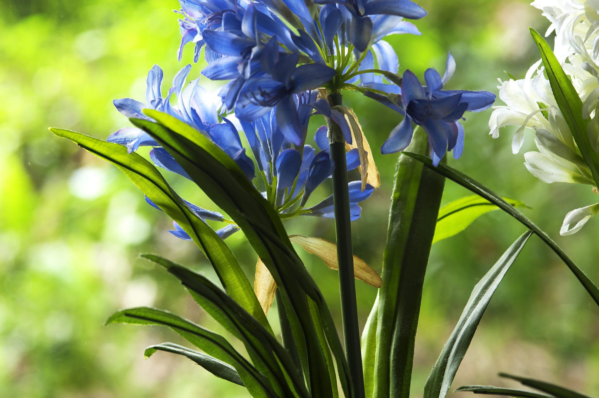 two african lilies, one blue and the other white, in the morning