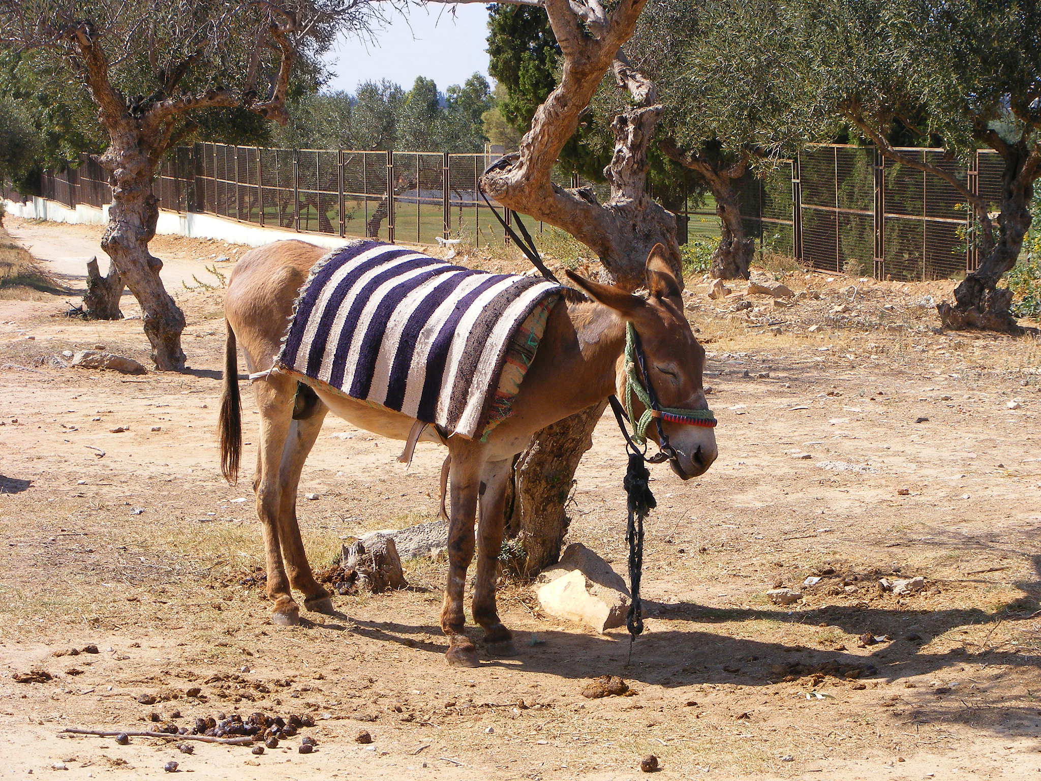 donkey with olive trees in tunisia, north africa