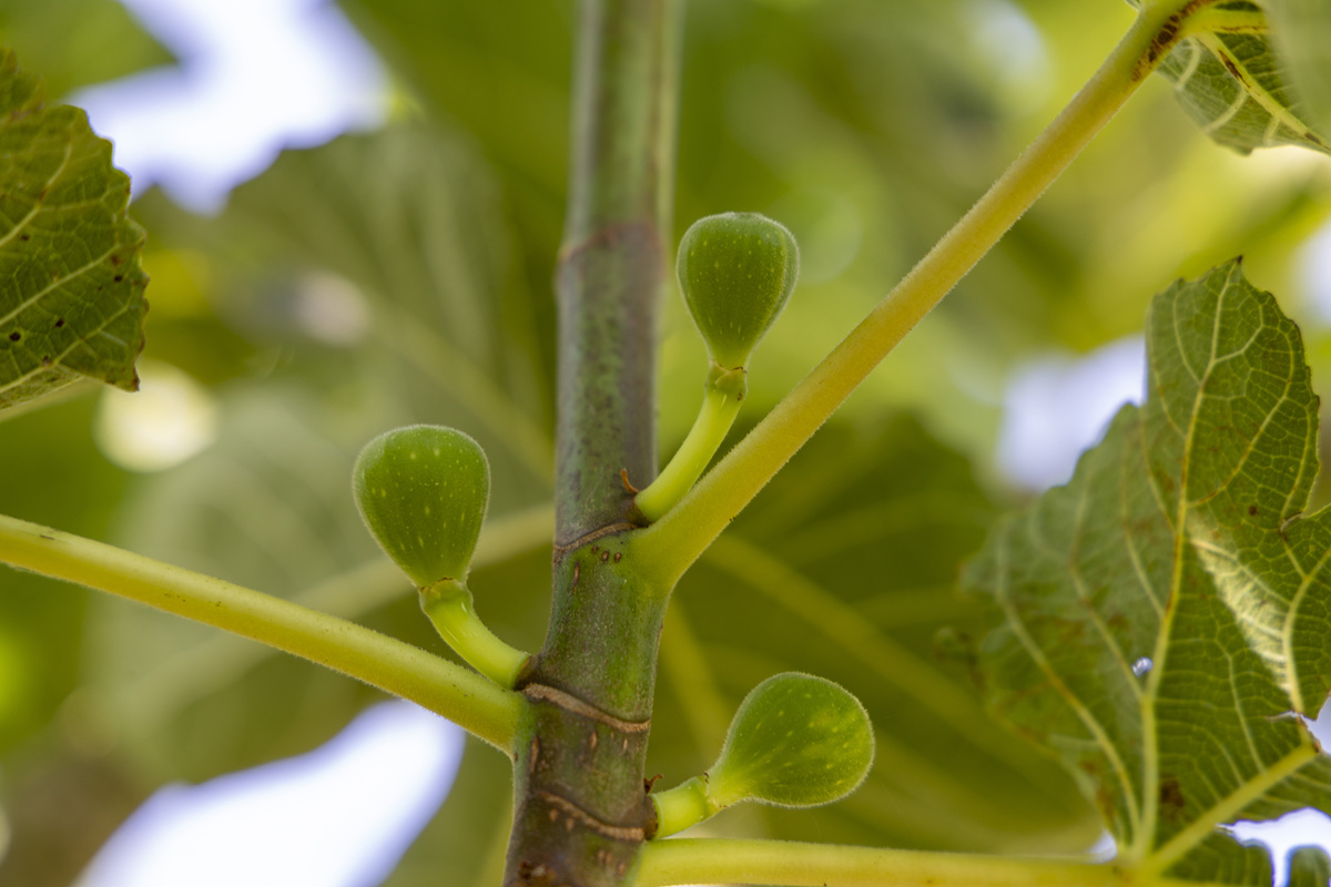 无花果的花？它藏在果实里！