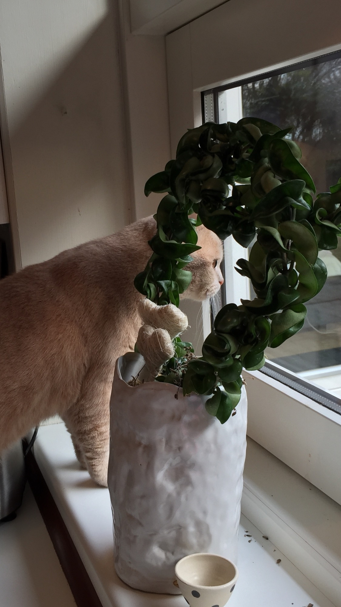 cat looking through window