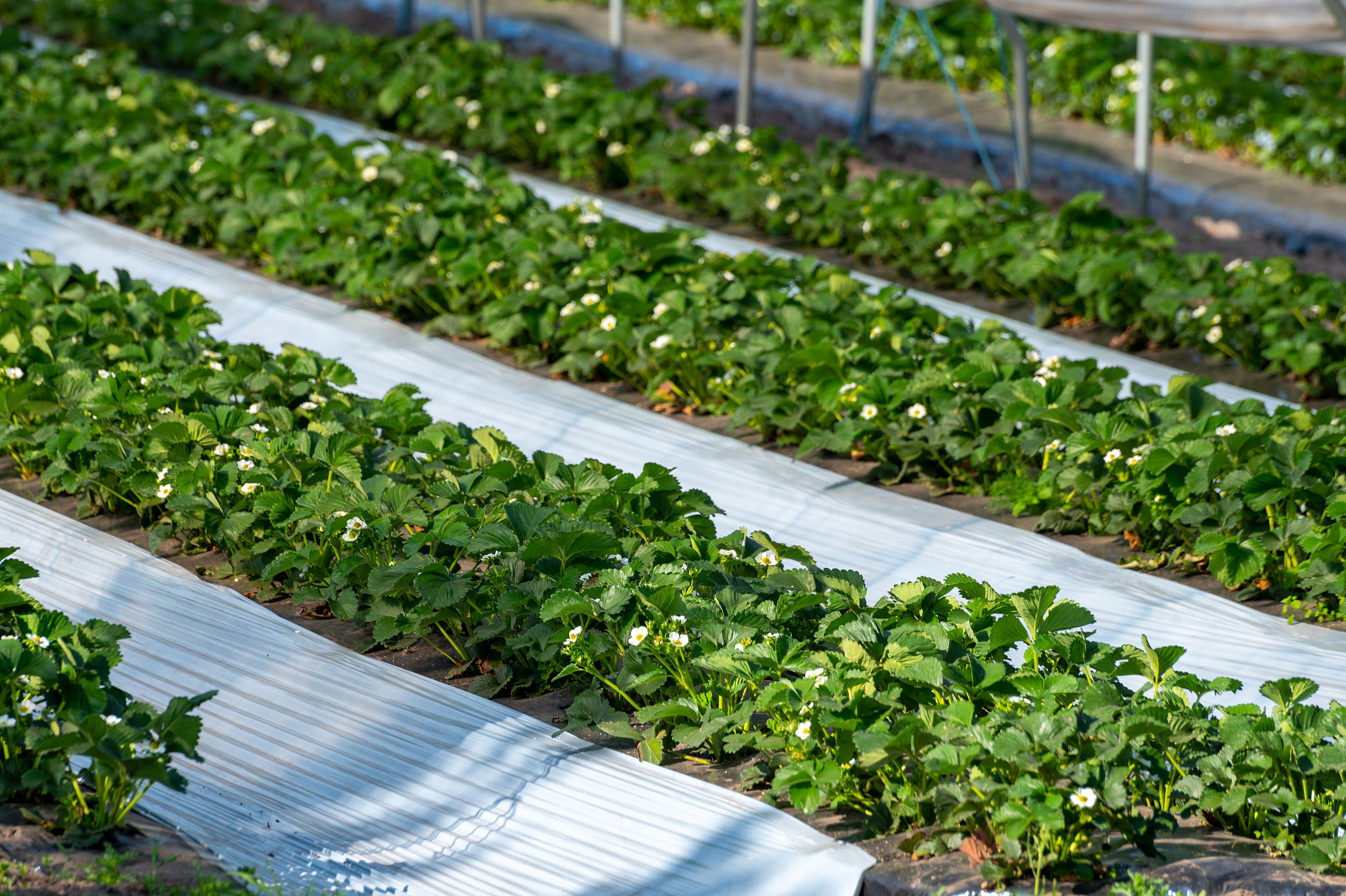 曲靖农校2019年大专招生专业 - 农业、动物医学、园艺、食品科学等专业